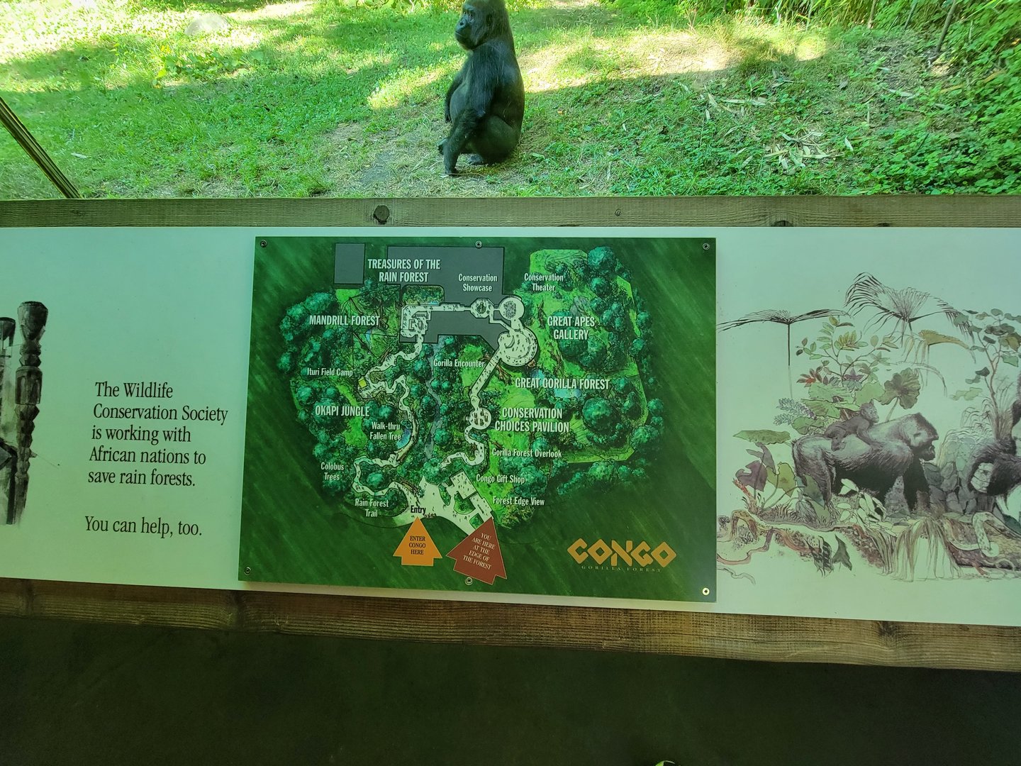 Bronx 7/22 - Congo Gorilla Forest - Map