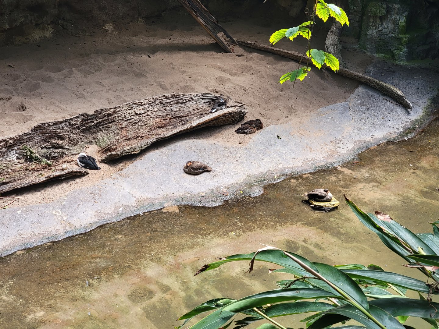 Bronx 7/22 - Jungle World - Ducks