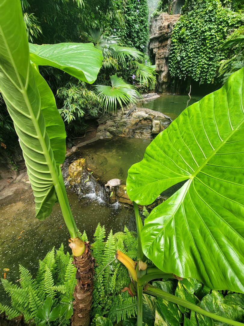 Bronx 7/22 - Jungle World - Gharials, turtles