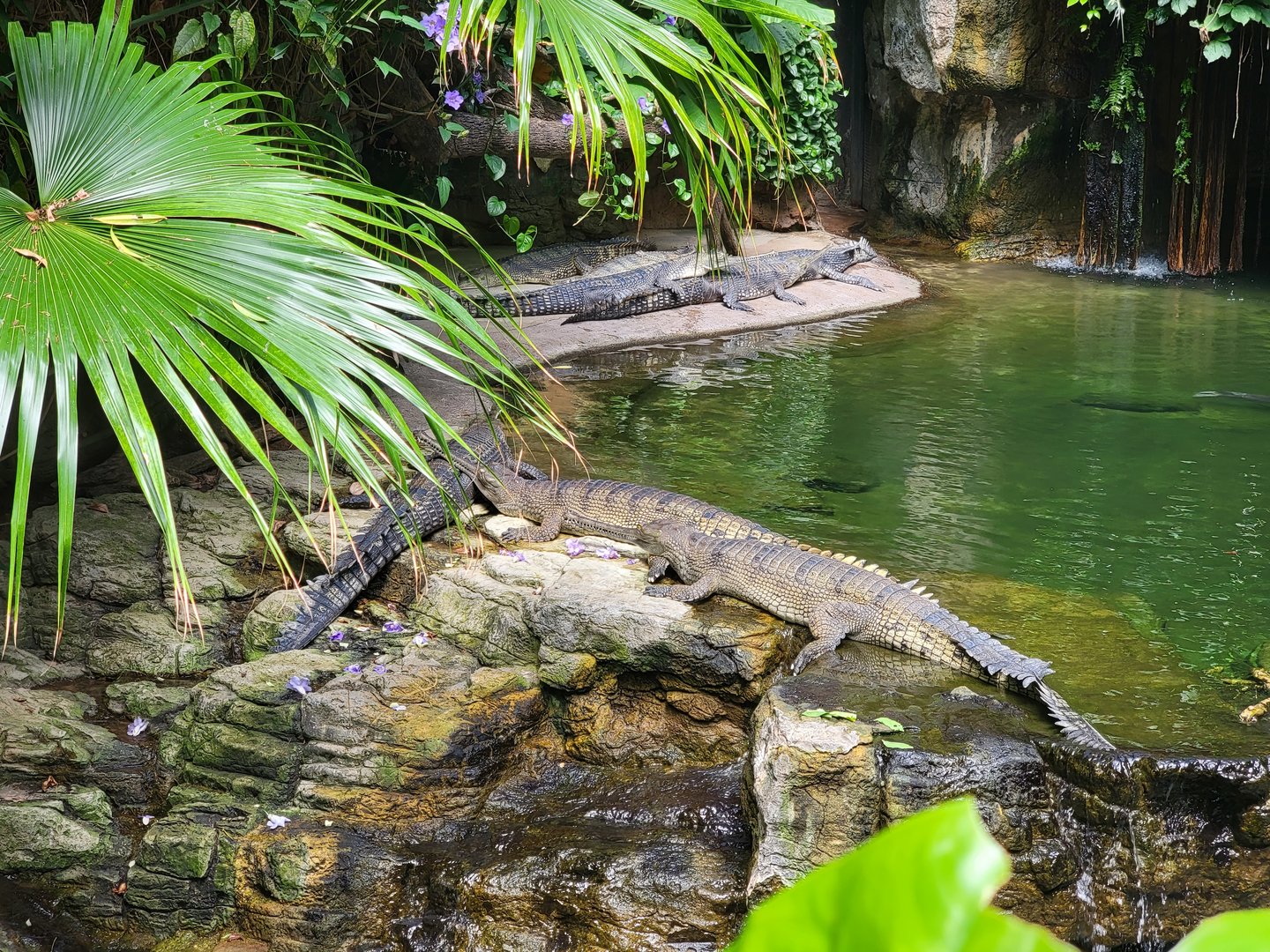 Bronx 7/22 - Jungle World - Gharials