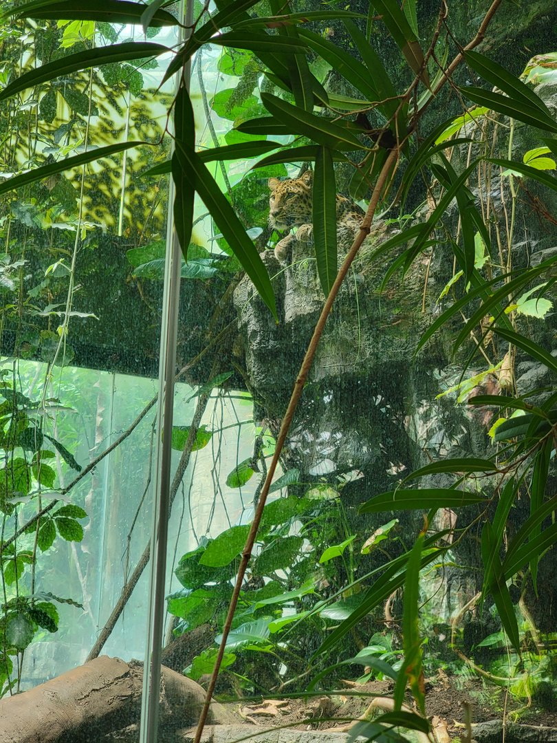 Bronx 7/22 - Jungle World - Leopard