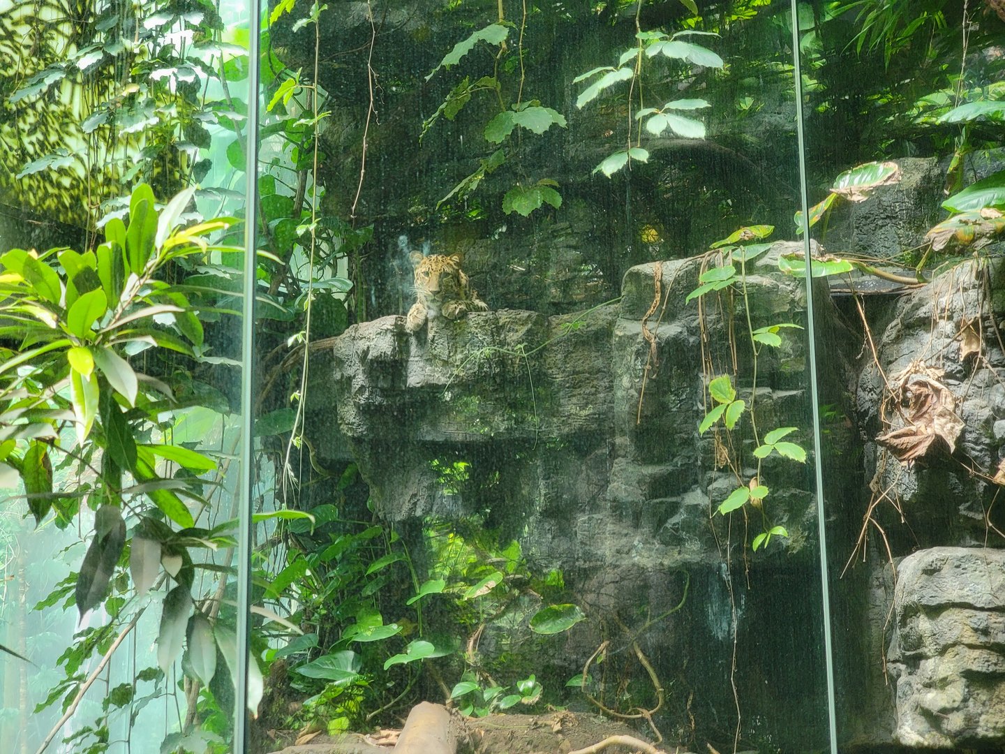 Bronx 7/22 - Jungle World - Leopard