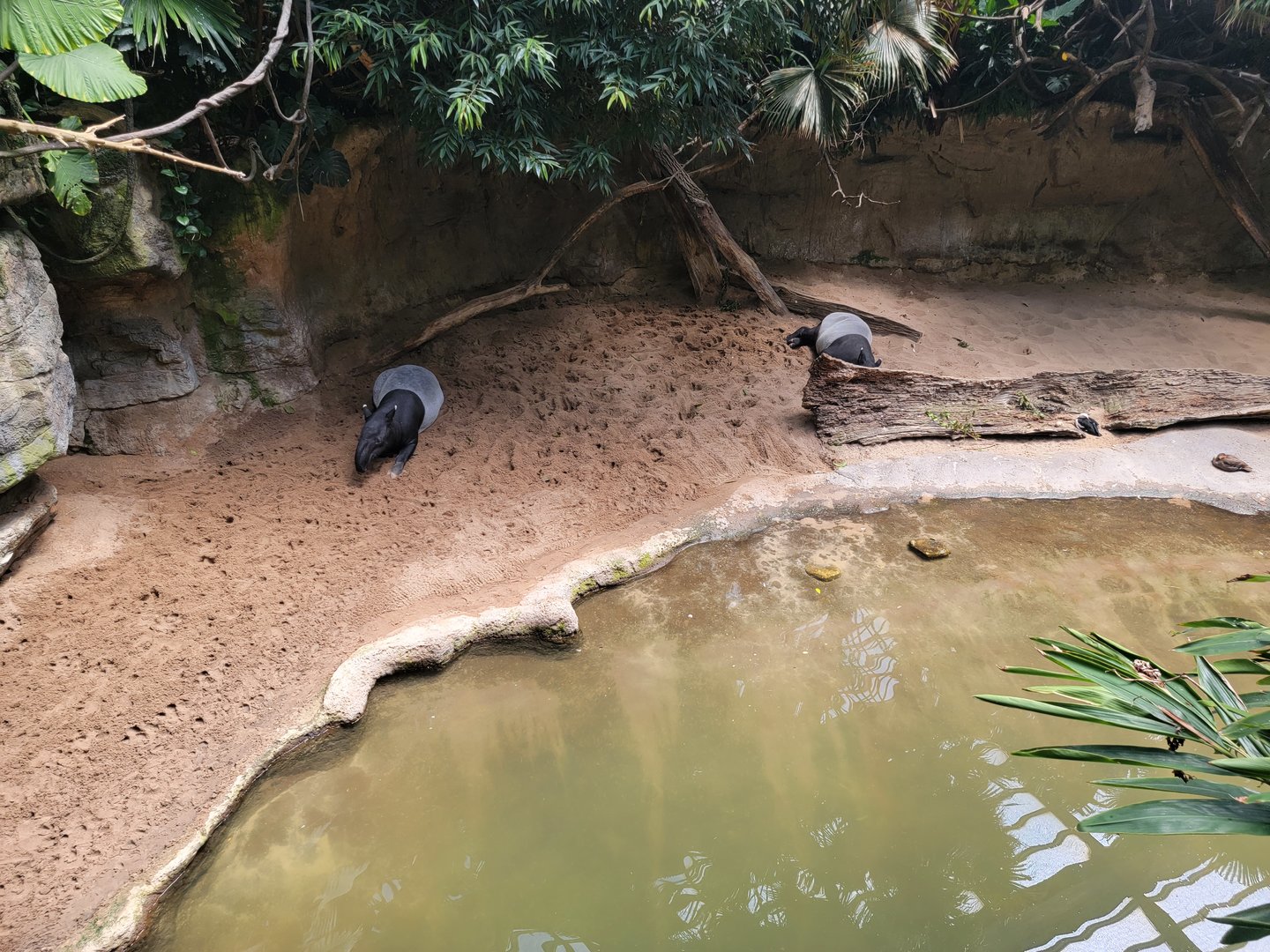 Bronx 7/22 - Jungle World - Malayan tapirs