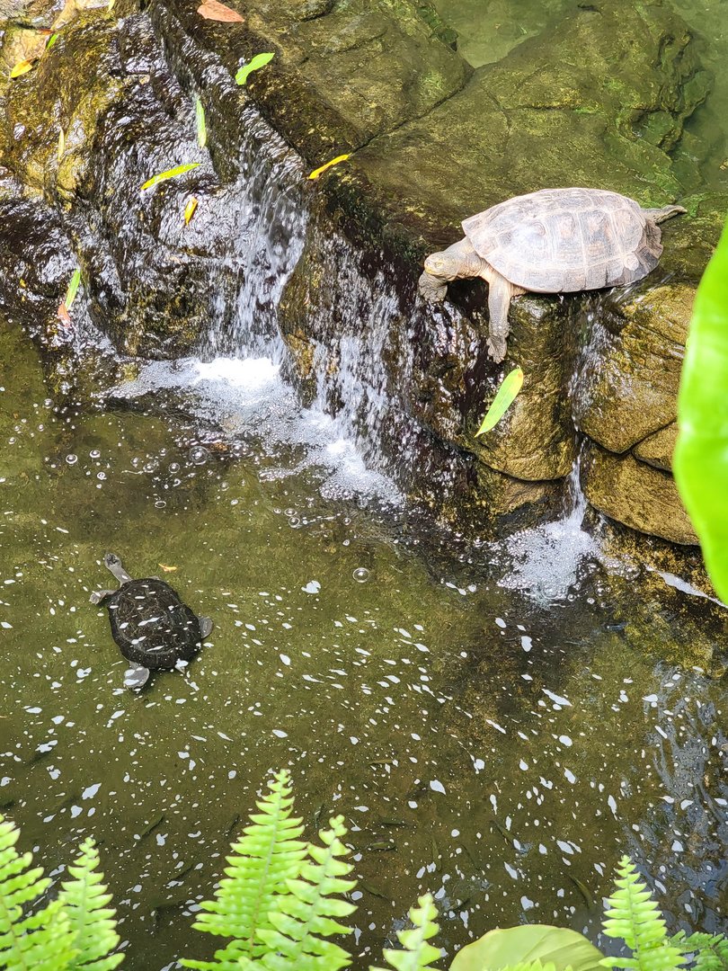 Bronx 7/22 - Jungle World - Turtles