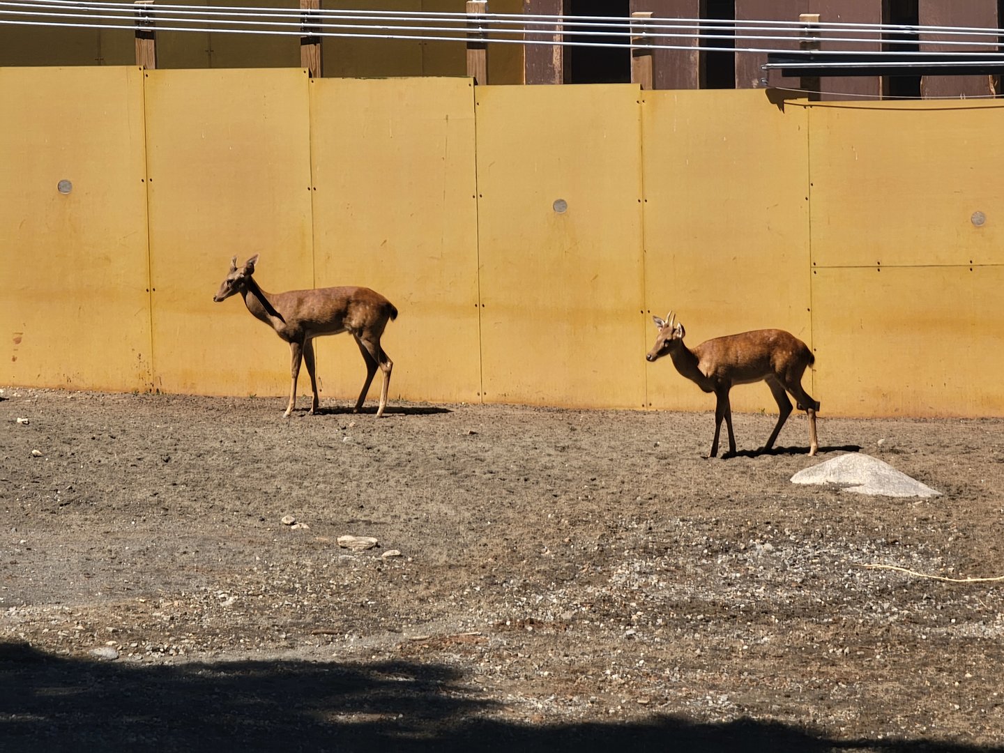 Bronx 7/22 - Monorail - Barn area