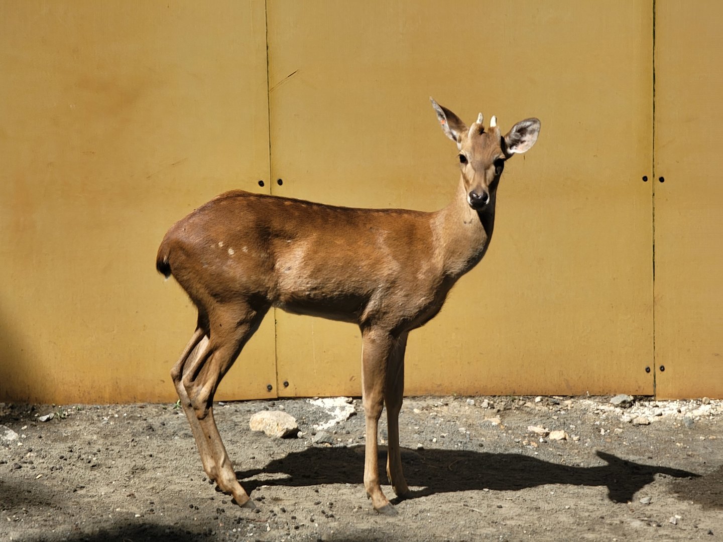 Bronx 7/22 - Monorail - Barn area