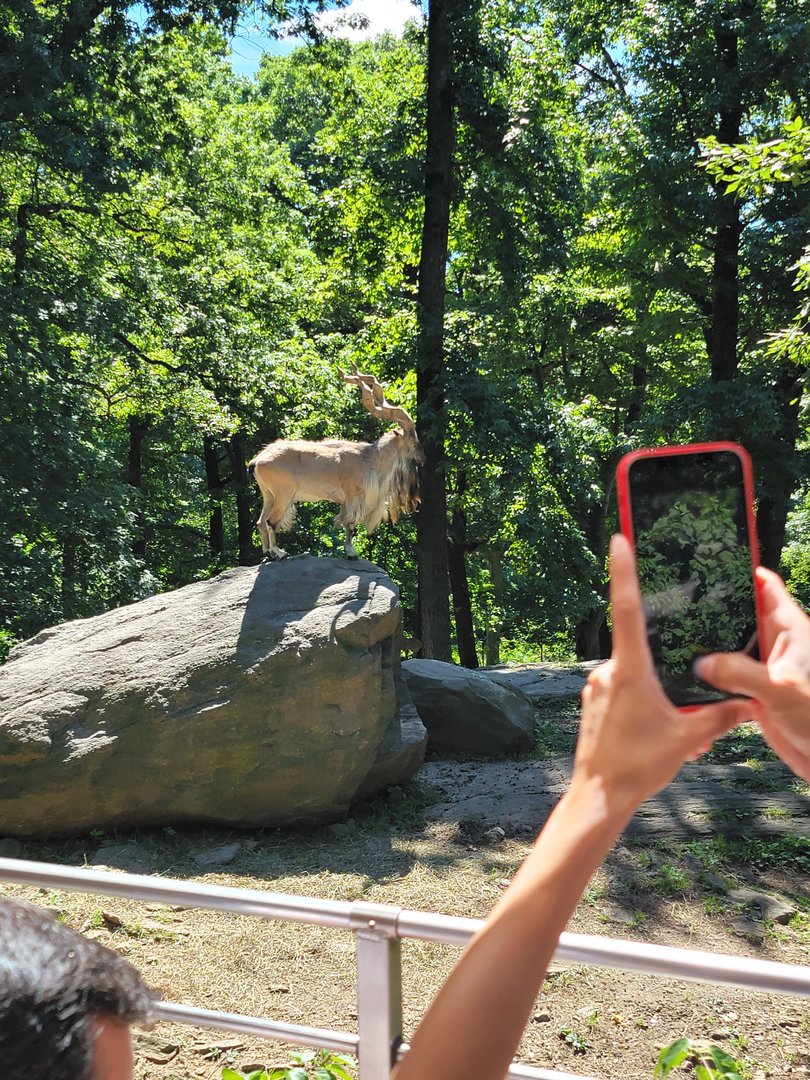 Bronx 7/22 - Monorail - Markhor rock