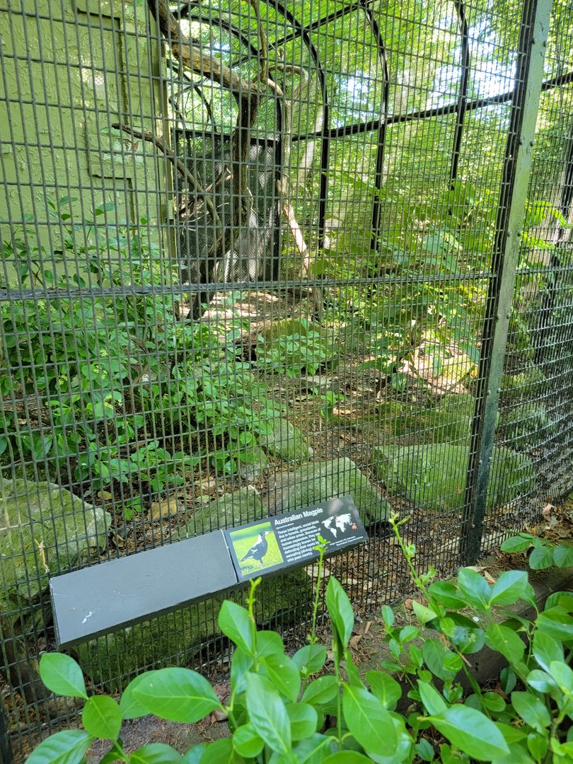 Bronx 7/22 - Pheasantry - Australian magpie