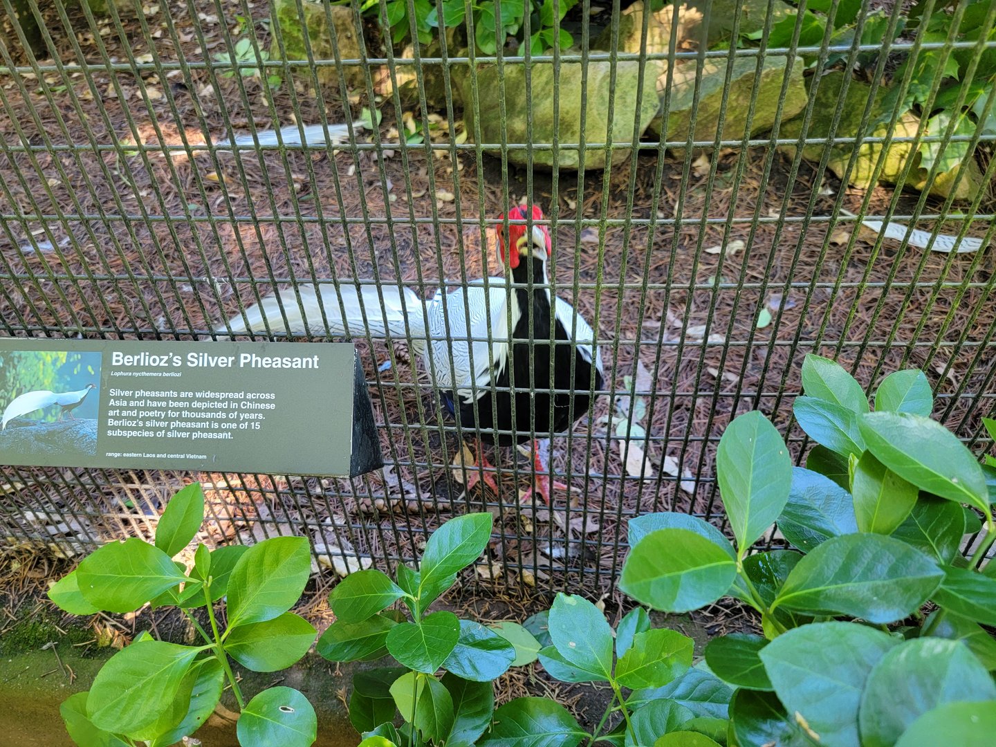 Bronx 7/22 - Pheasantry - Berlioz's silver pheasant