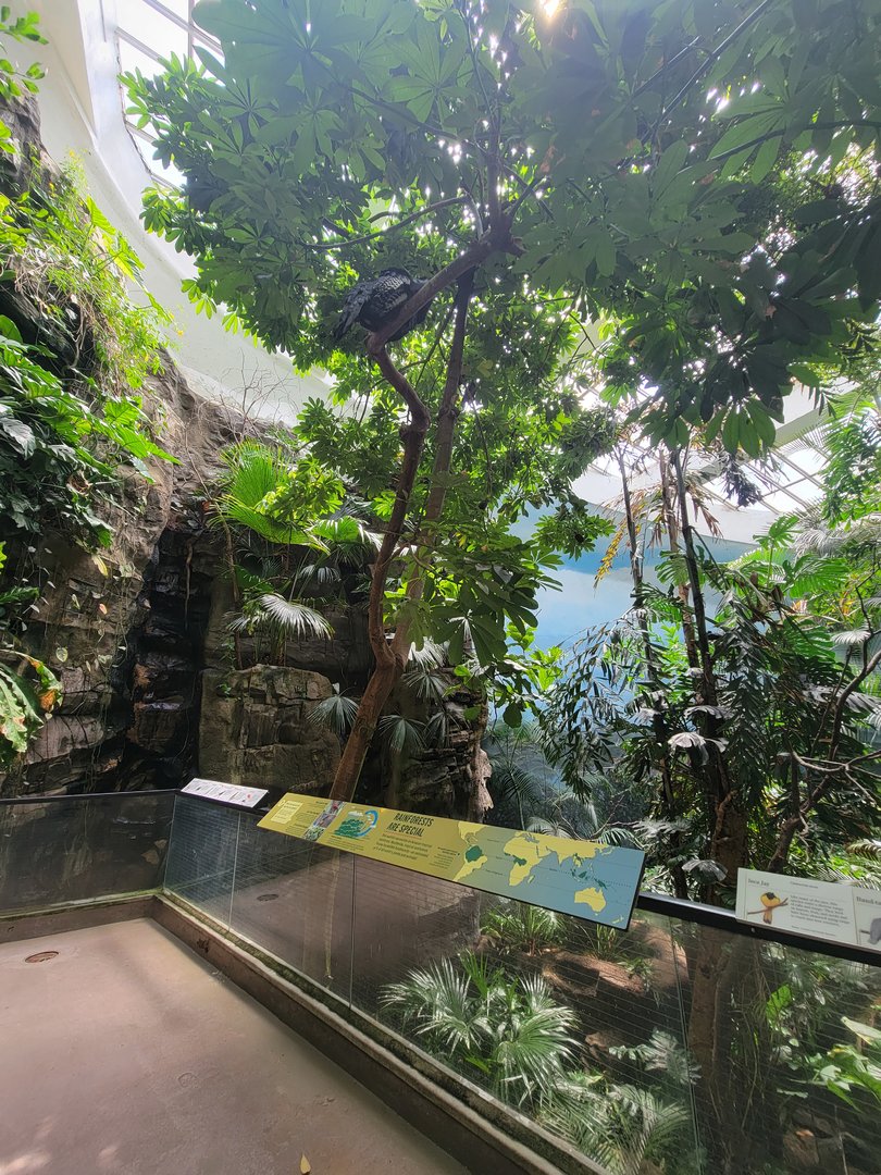 Bronx 7/22 - World of Birds - 2nd upstairs aviary