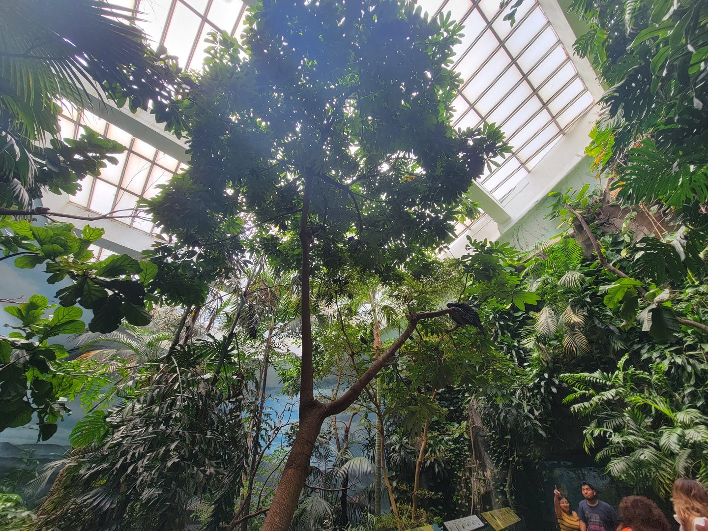 Bronx 7/22 - World of Birds - 2nd upstairs aviary