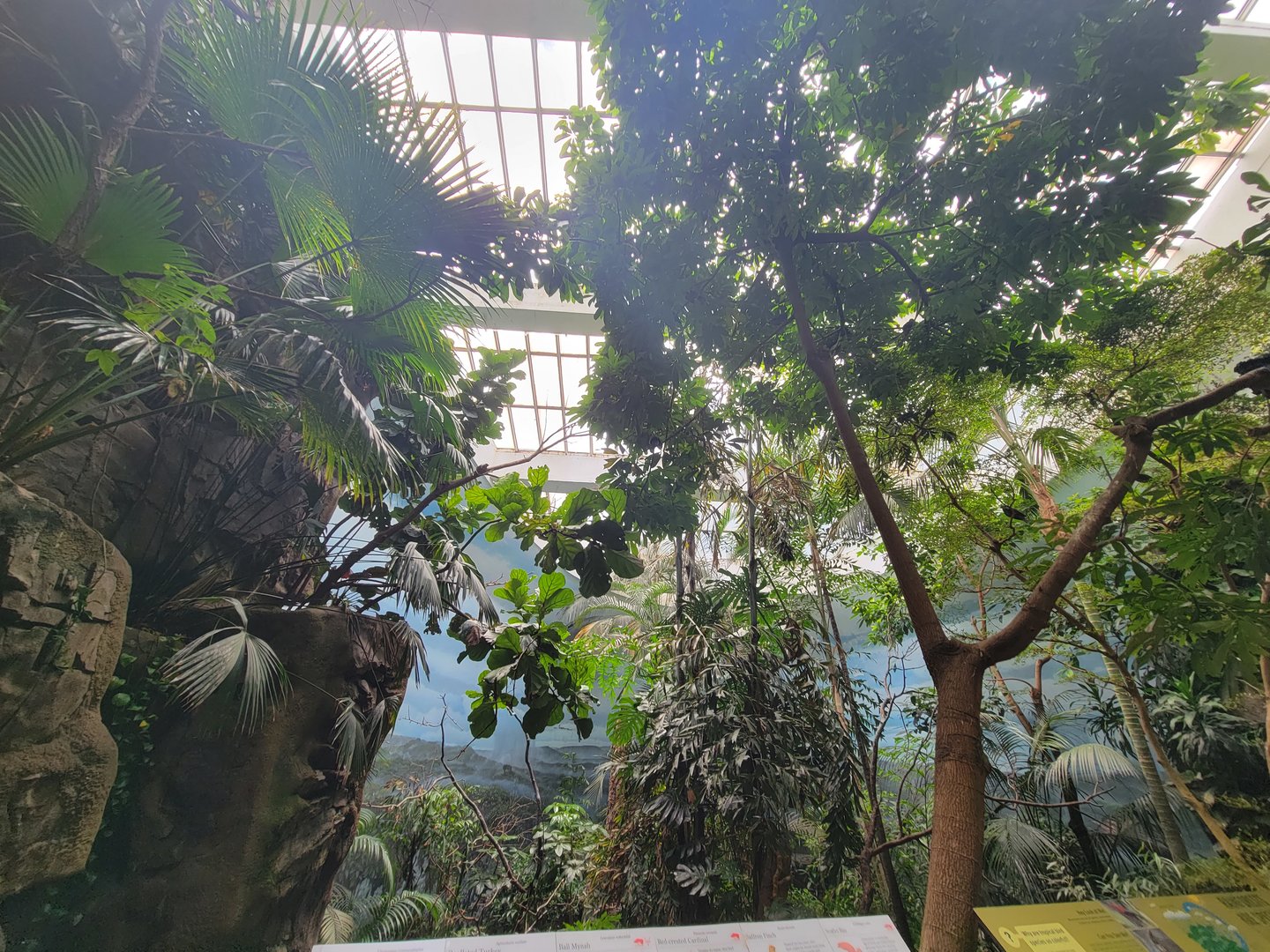 Bronx 7/22 - World of Birds - 2nd upstairs aviary