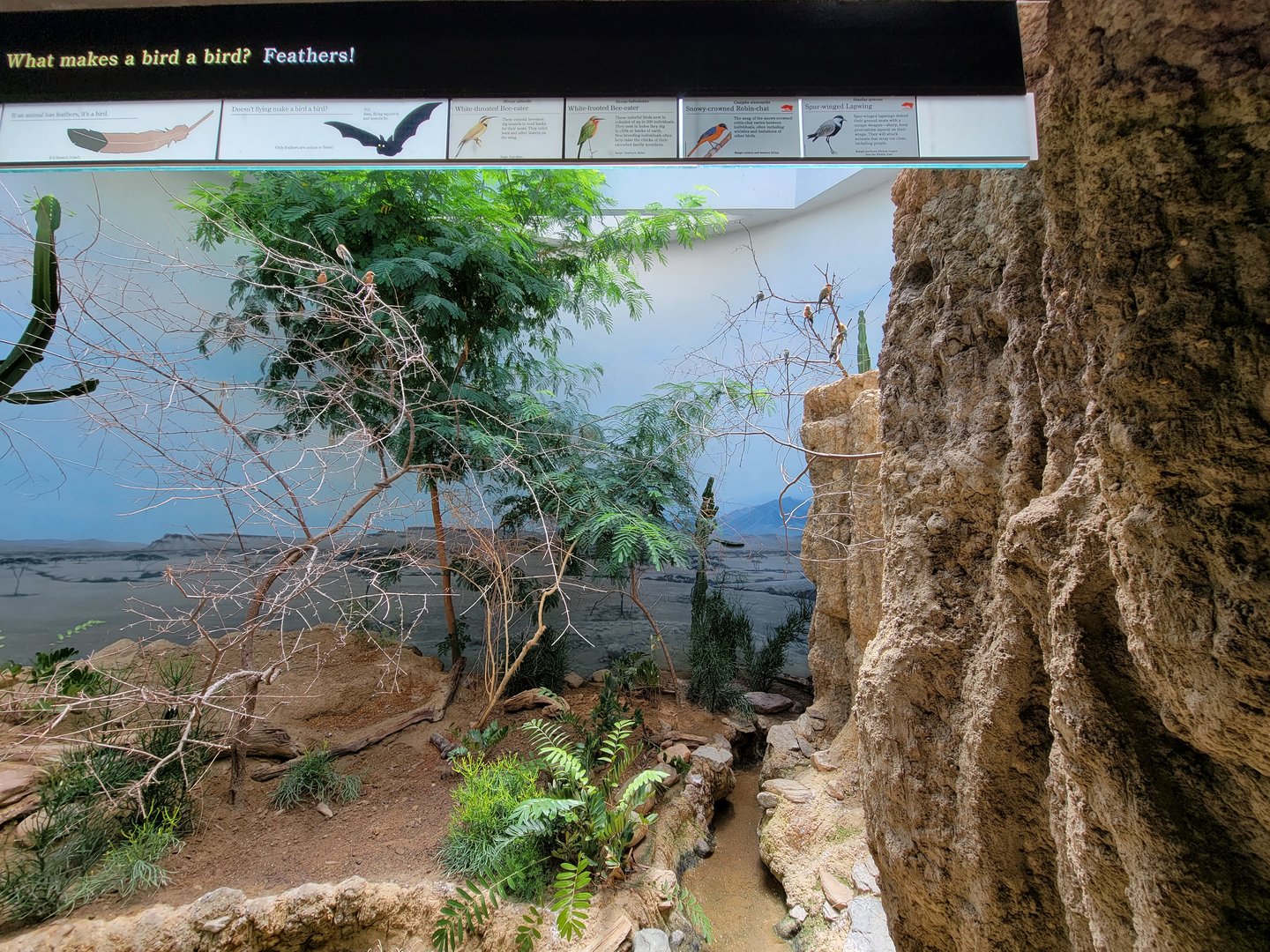 Bronx 7/22 - World of Birds - Bee-eaters exhibit