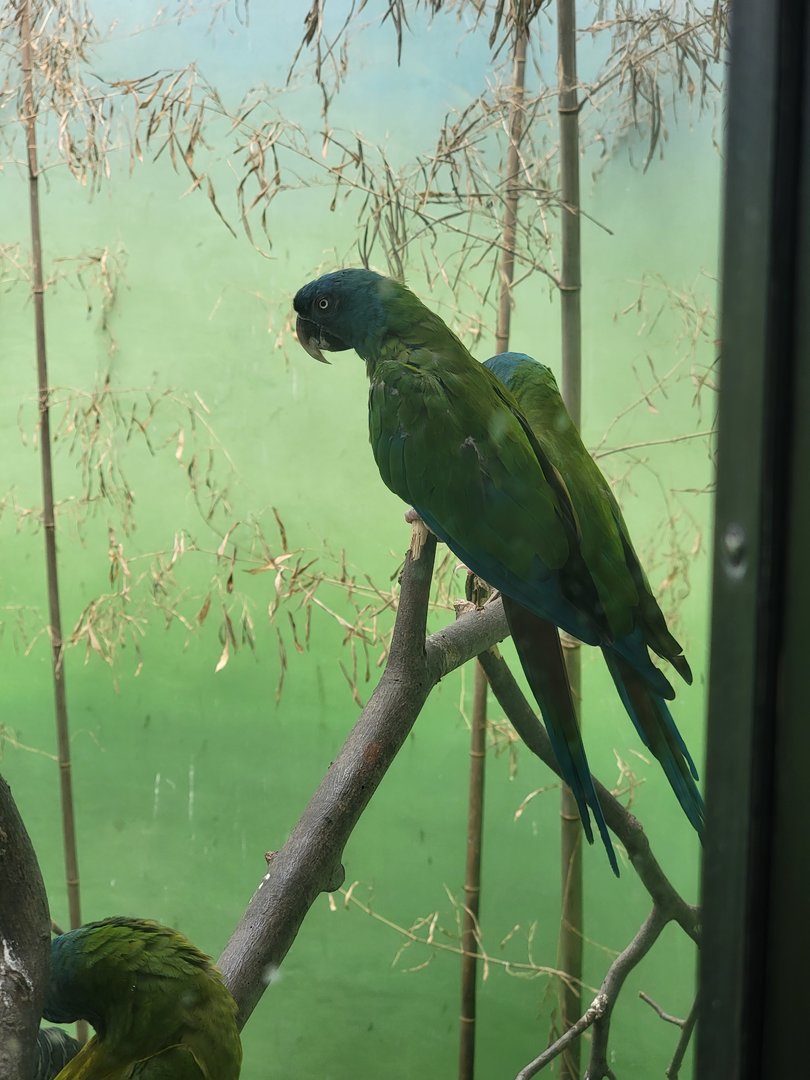 Bronx 7/22 - World of Birds - Blue-headed macaw