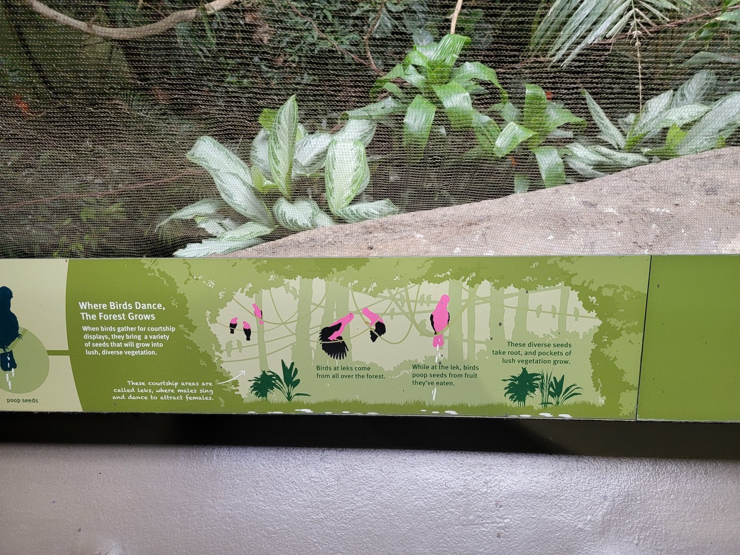 Bronx 7/22 - World of Birds - Cock of the rock signage