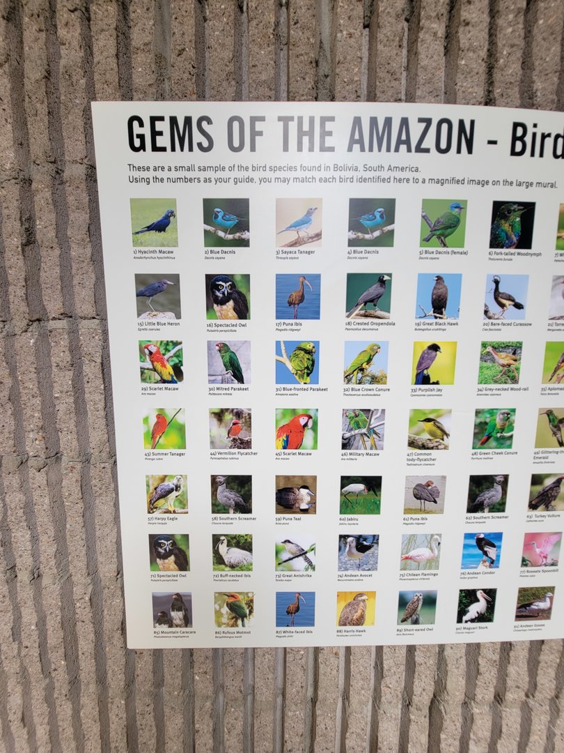 Bronx 7/22 - World of Birds - Gems of the Amazon mural ID Guide 1