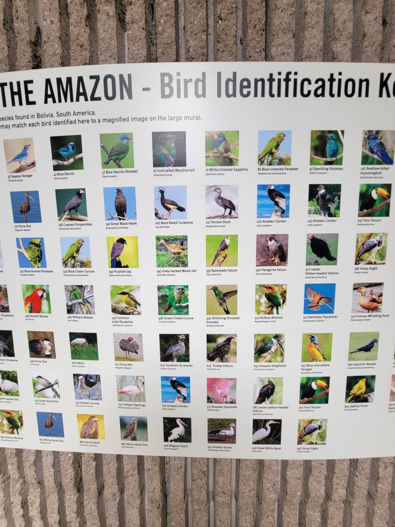 Bronx 7/22 - World of Birds - Gems of the Amazon mural ID Guide 2