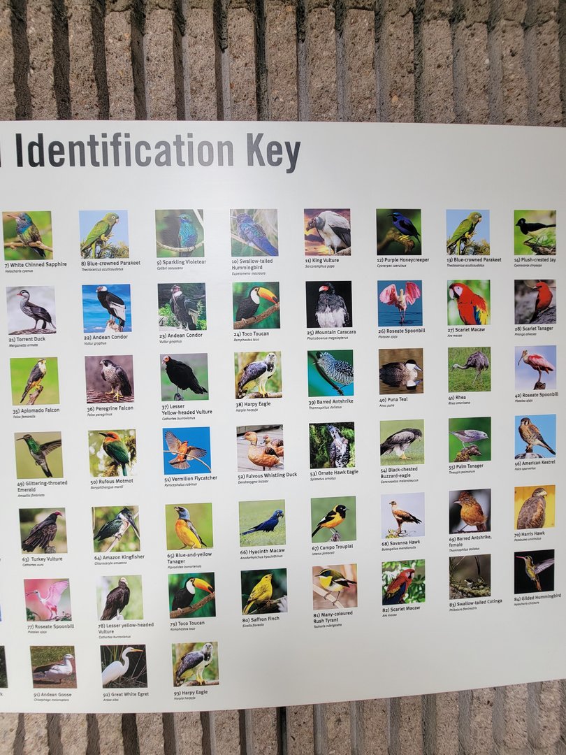 Bronx 7/22 - World of Birds - Gems of the Amazon mural ID Guide 3