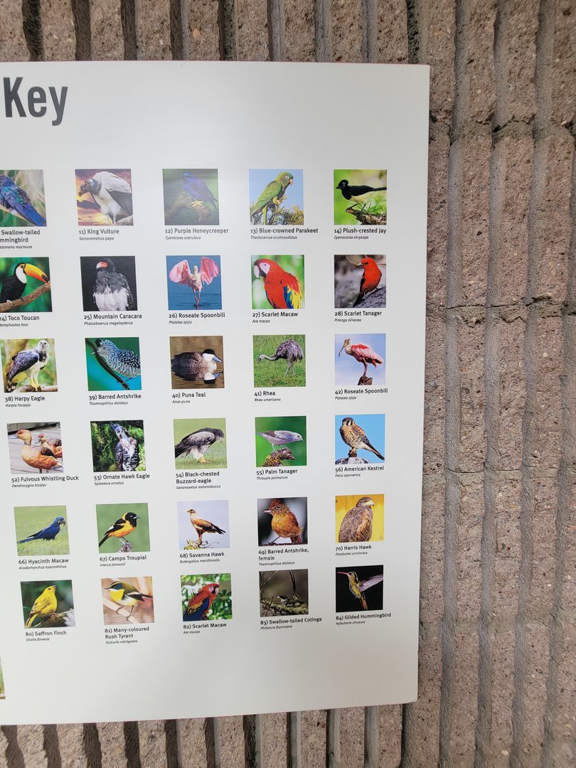 Bronx 7/22 - World of Birds - Gems of the Amazon mural ID Guide 4