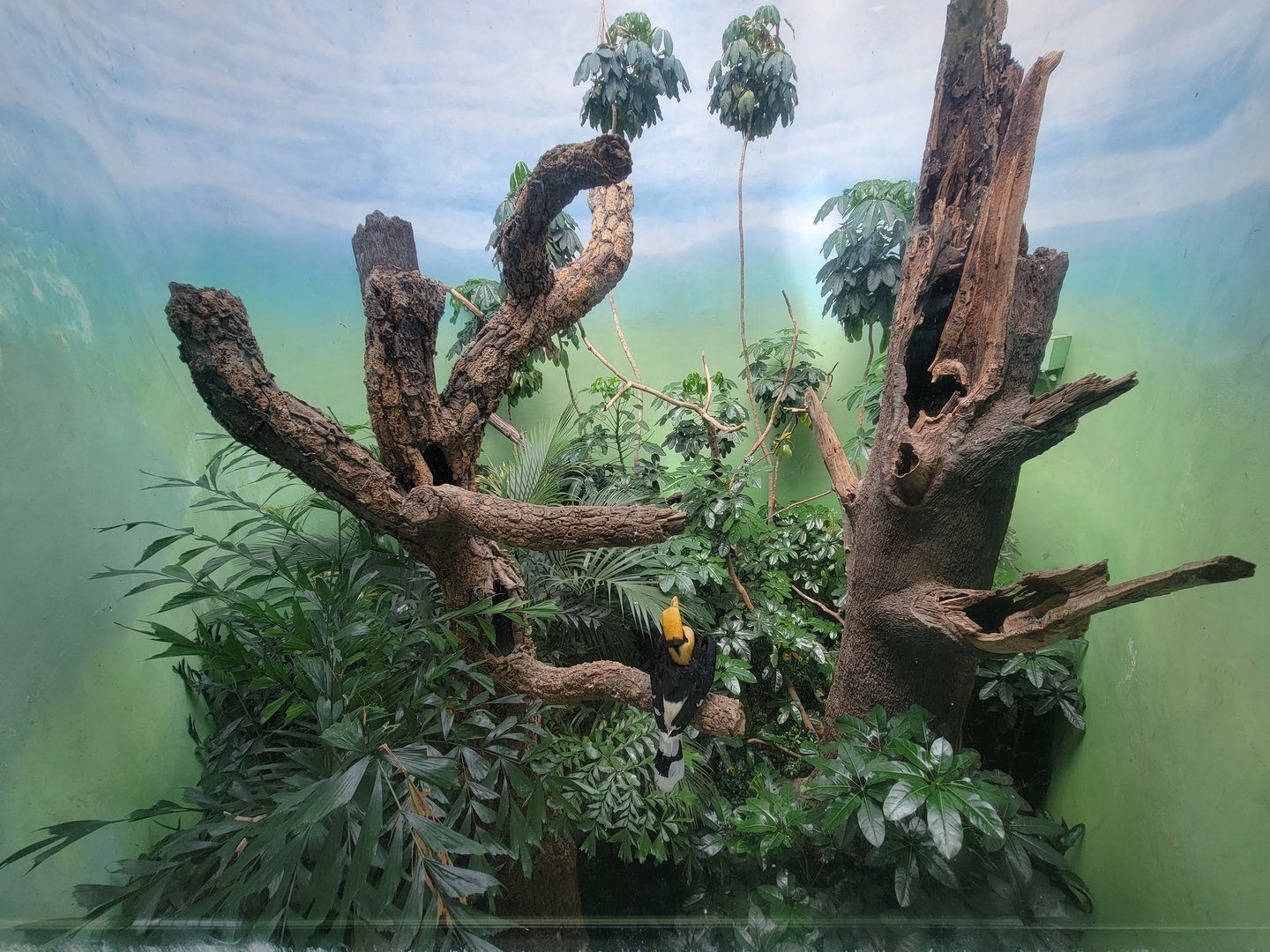 Bronx 7/22 - World of Birds - Great hornbill exhibit
