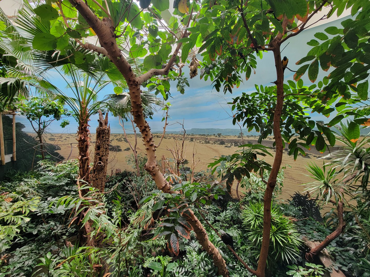 Bronx 7/22 - World of Birds - Main second floor aviary