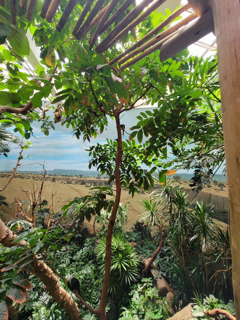 Bronx 7/22 - World of Birds - Main second floor aviary