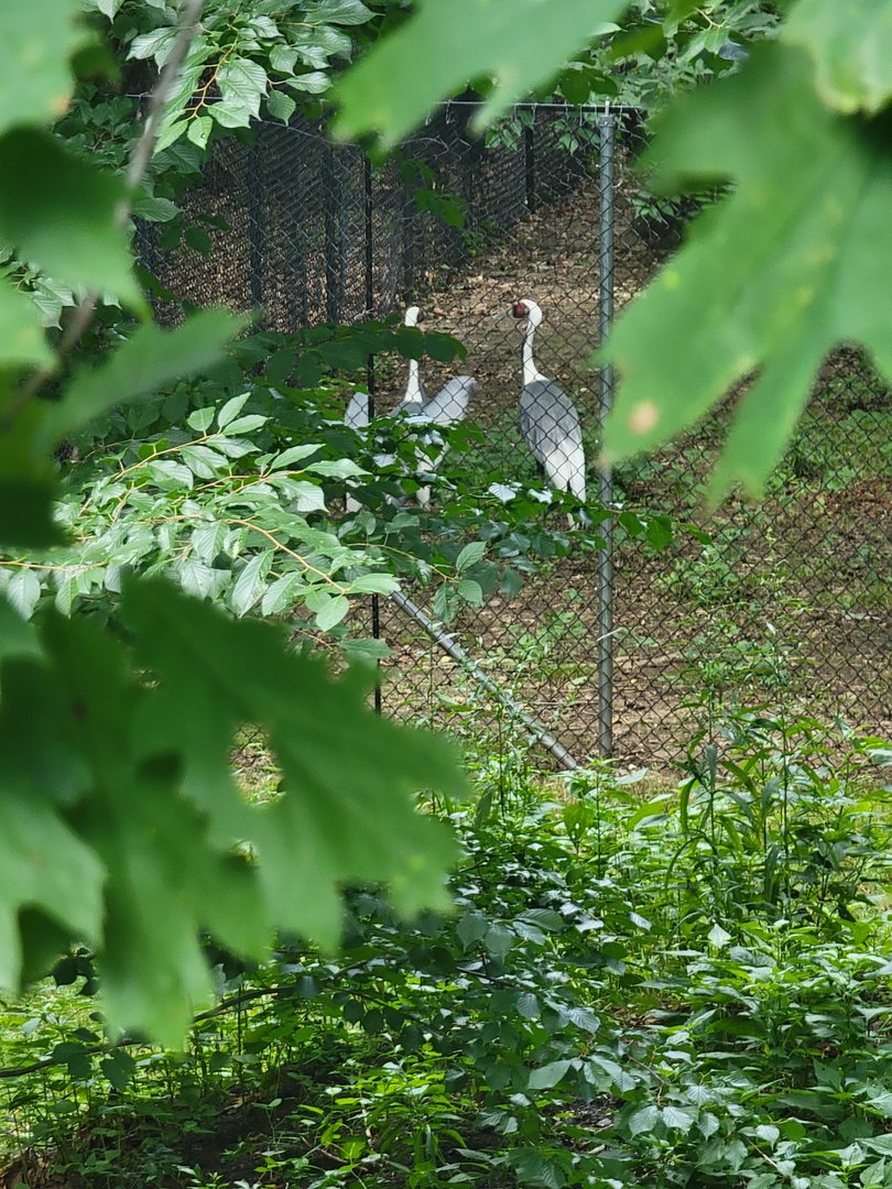 Bronx 7/22 - World of Birds - Off-show exhibit