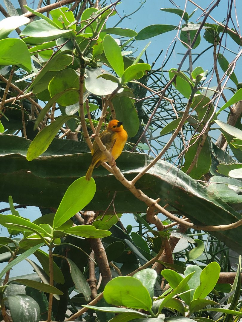 Bronx 7/22 - World of Birds - Taveta golden weaver