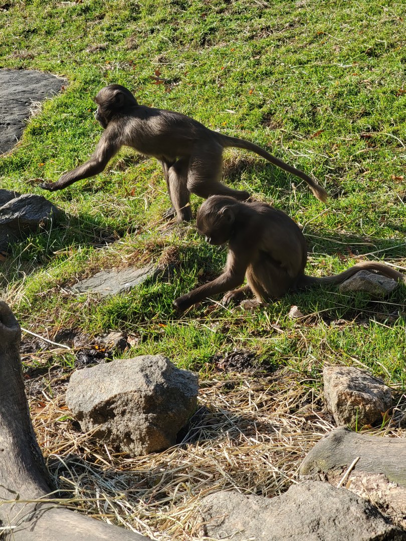 Bronx - Africa - Baby Geladas