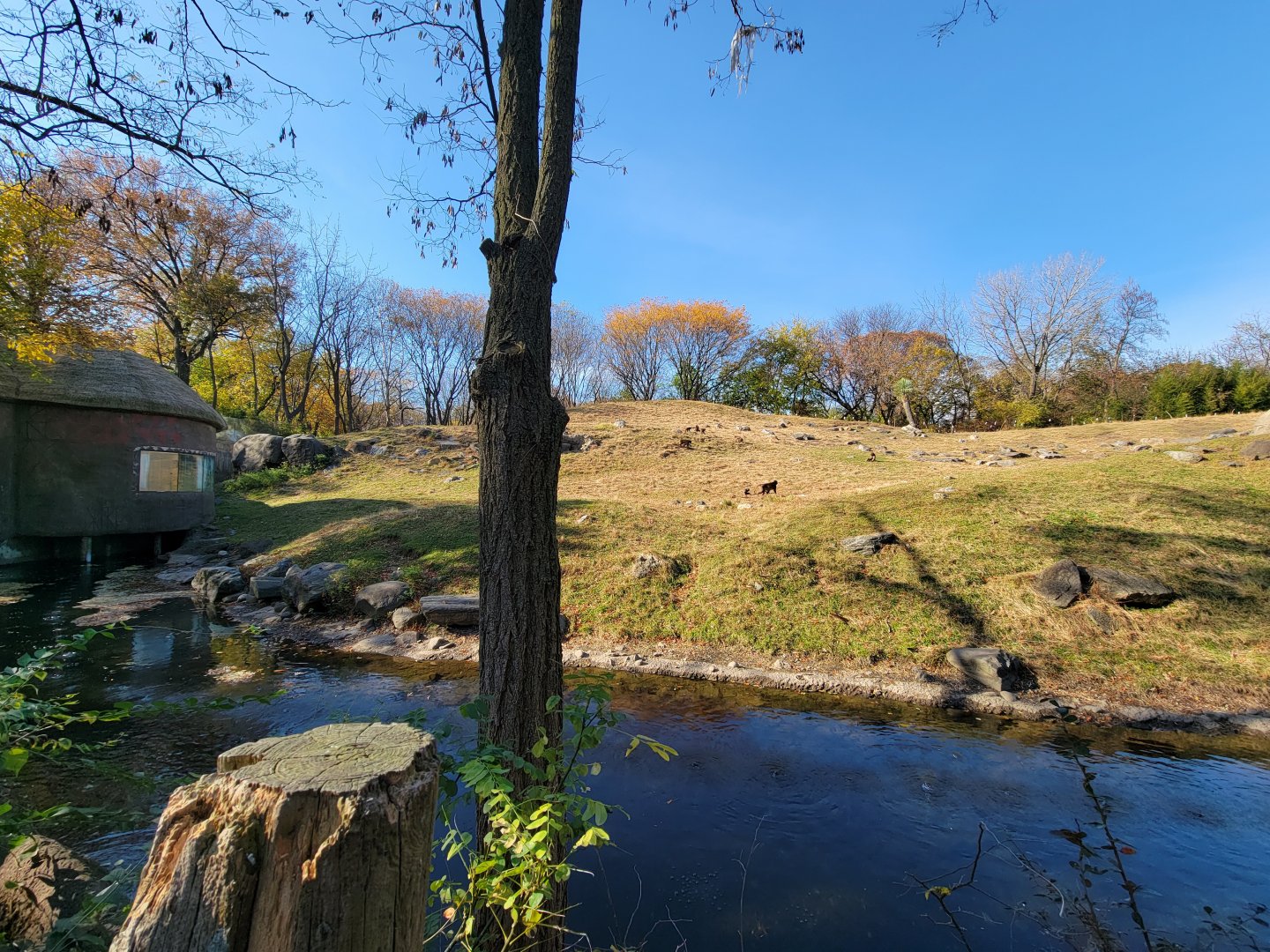 Bronx - Africa - Geladas