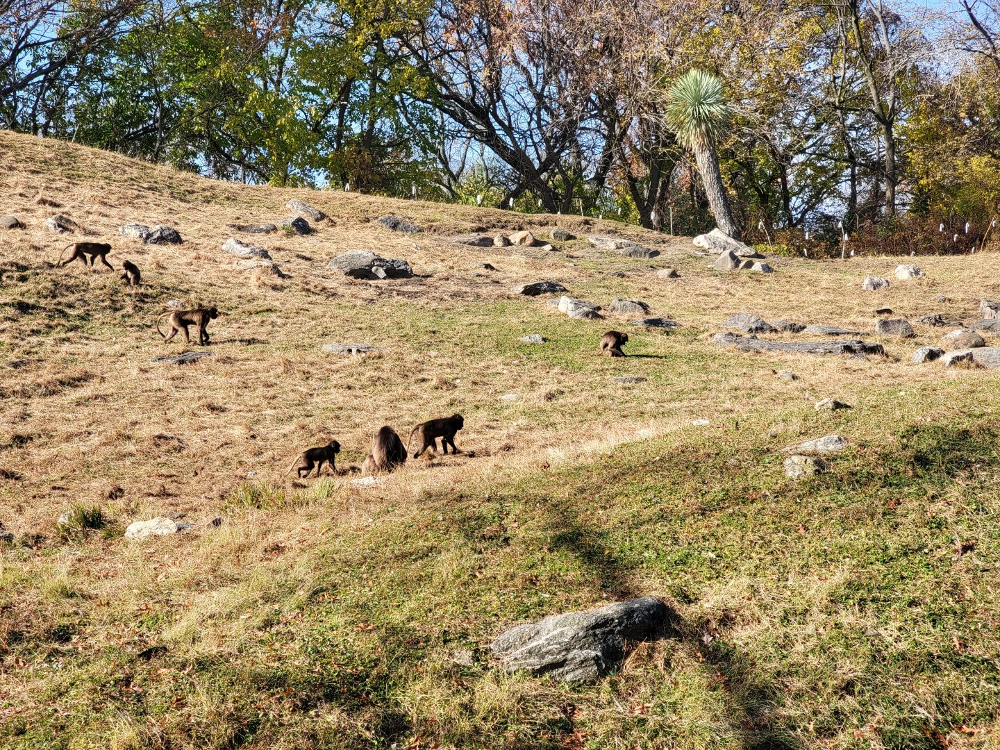 Bronx - Africa - Geladas