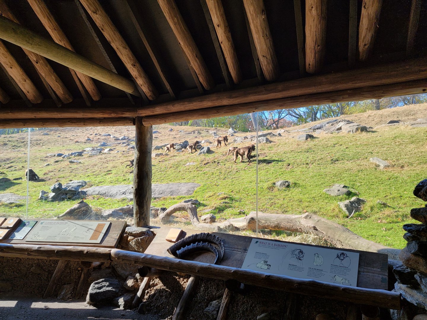 Bronx - Africa - Geladas