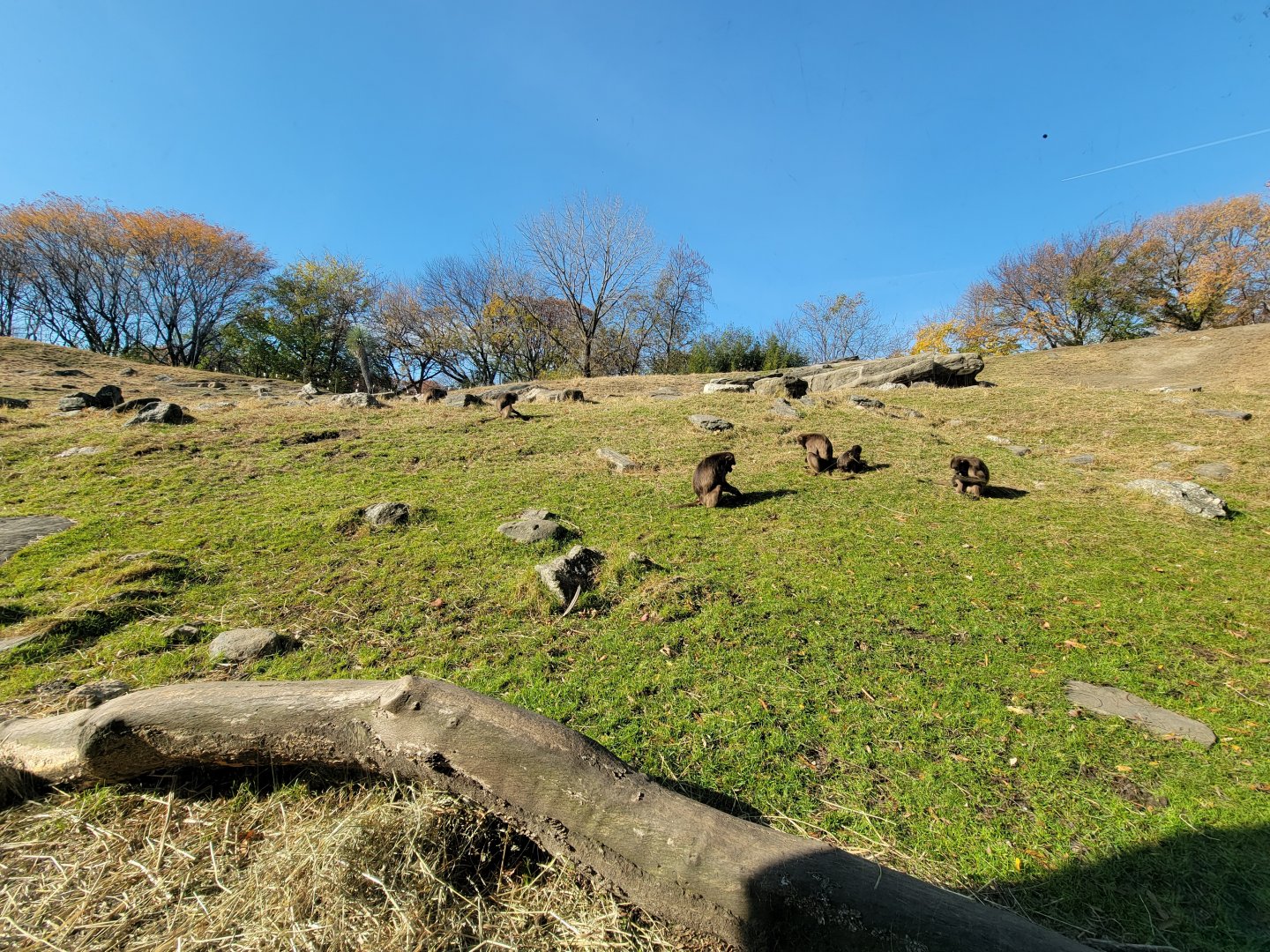 Bronx - Africa - Geladas