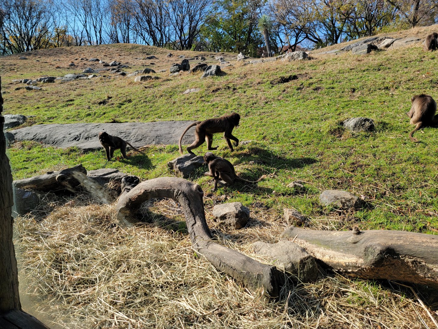 Bronx - Africa - Geladas