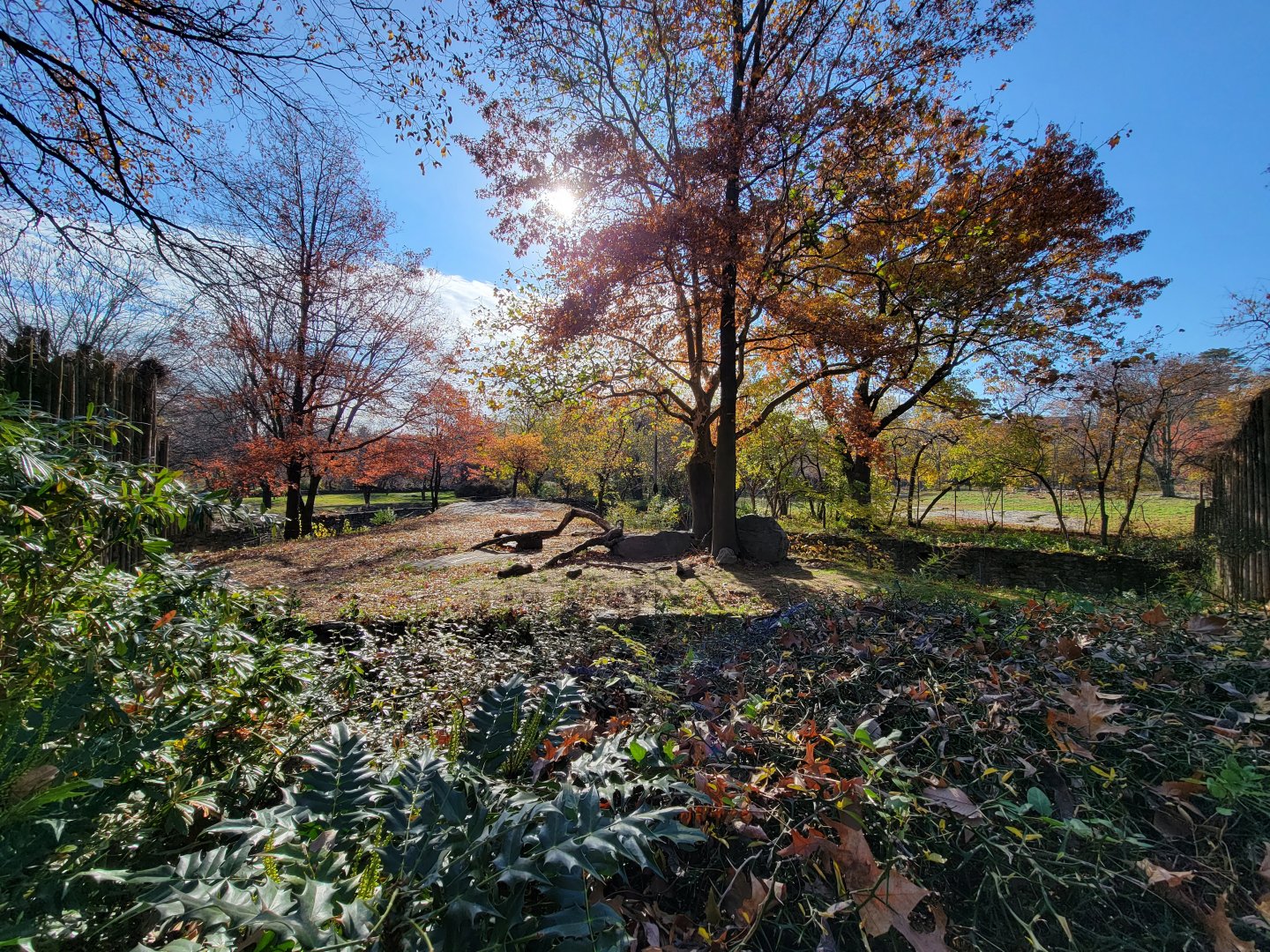 Bronx - Africa - Lions