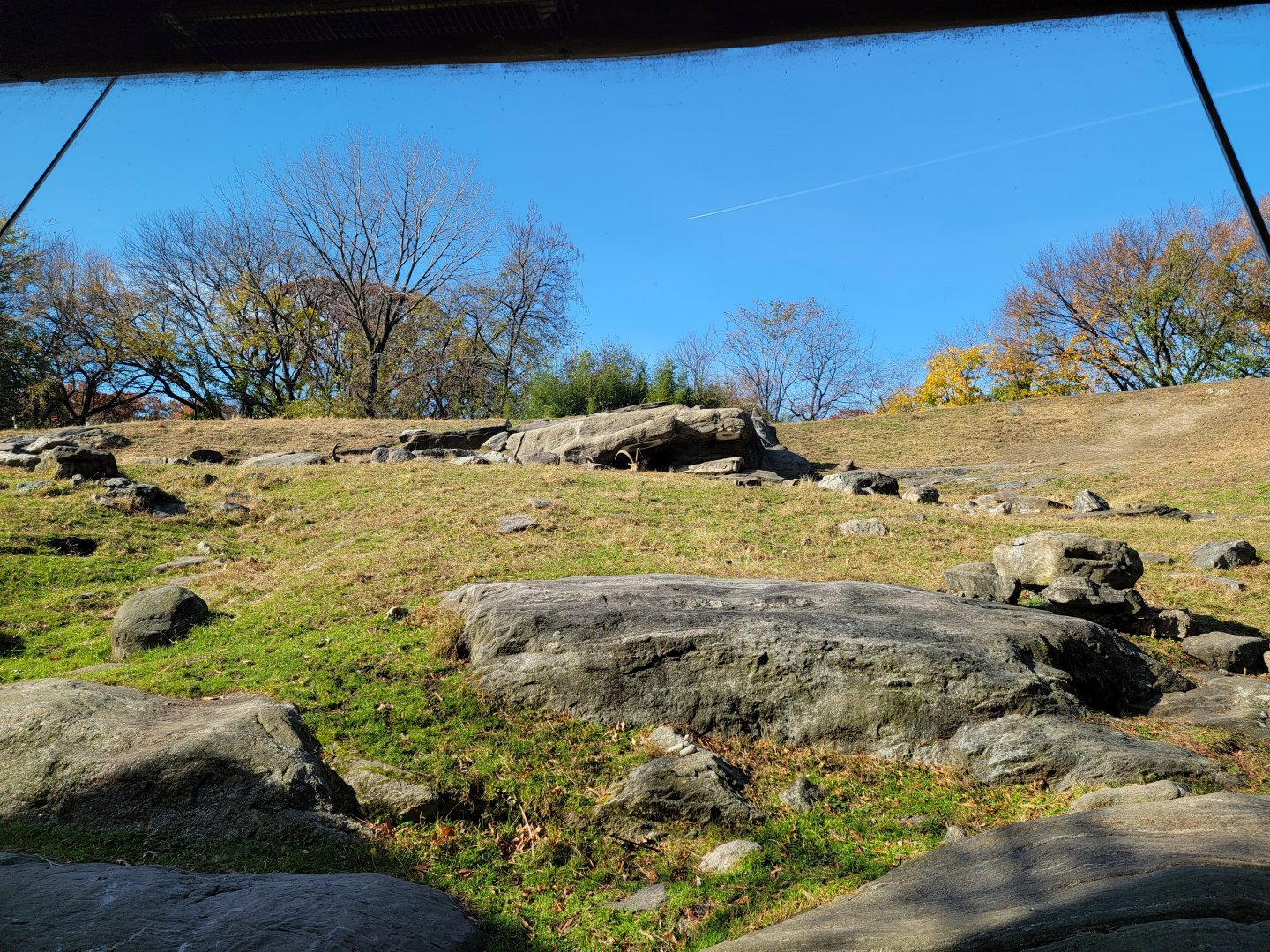 Bronx - Africa - Nubian Ibex