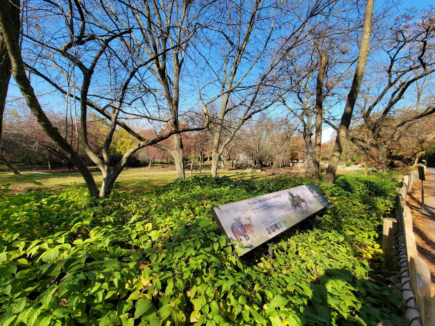Bronx - Africa - Nyala yard from left end