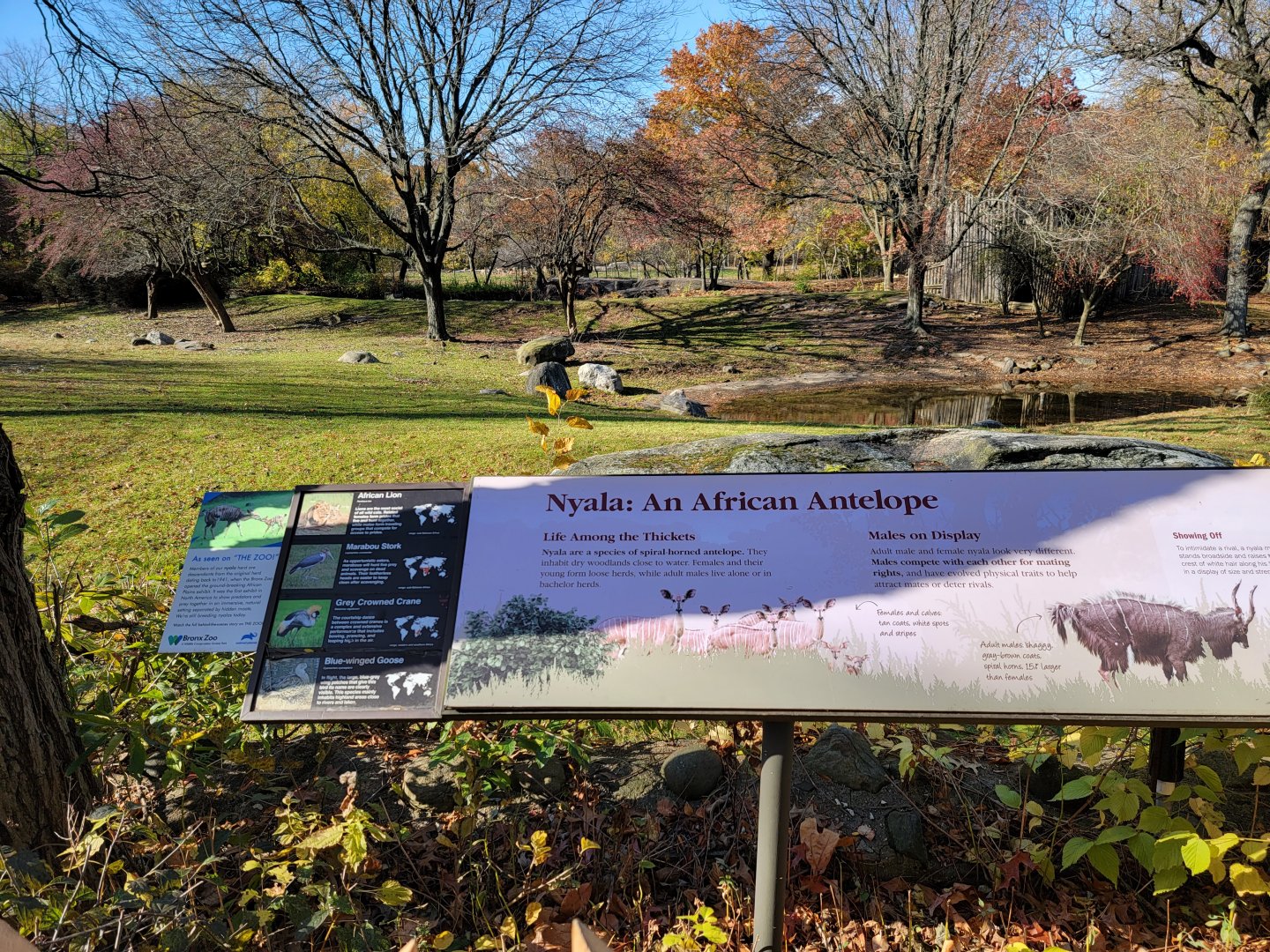 Bronx - Africa - Nyala yard signage