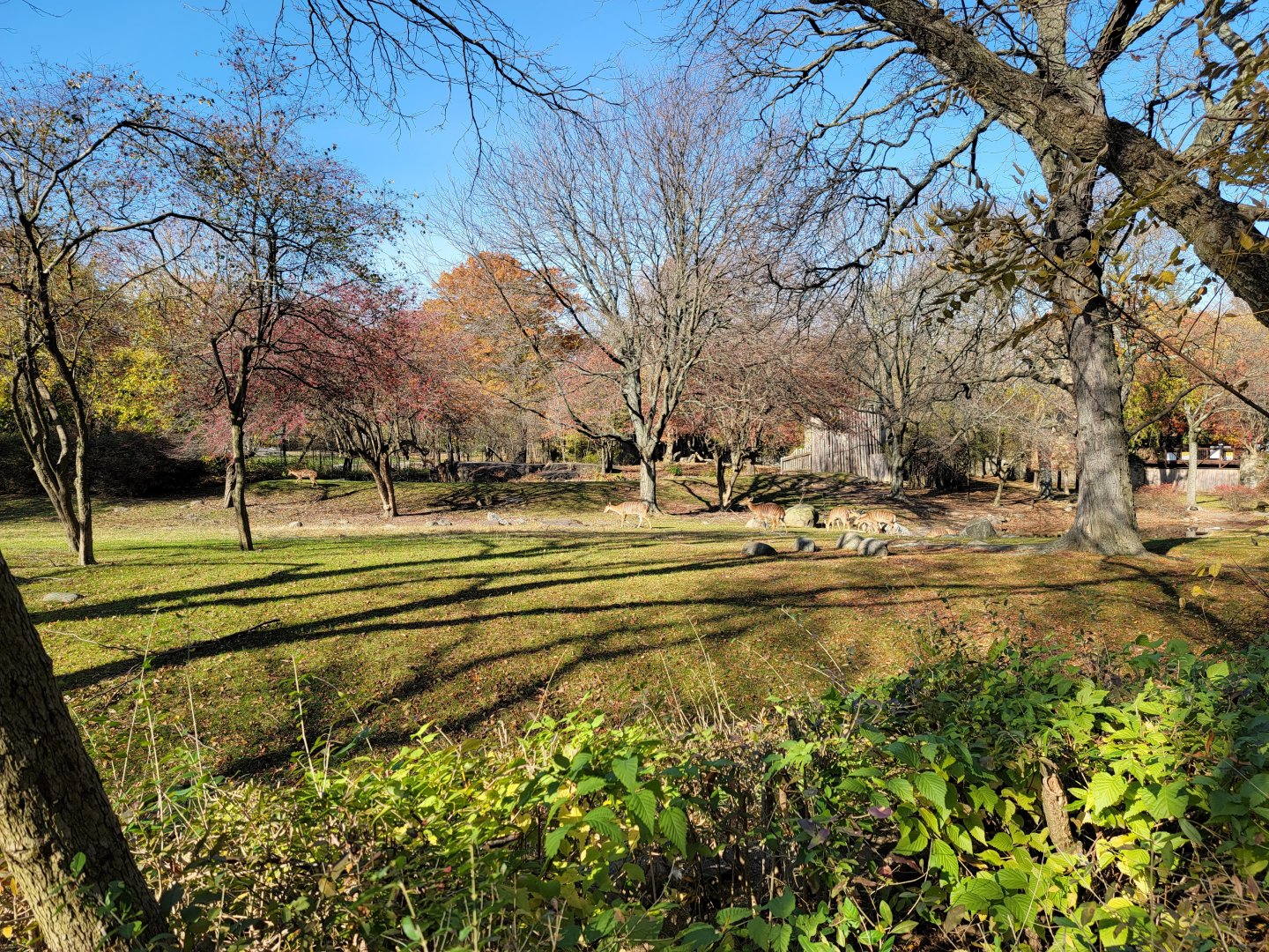 Bronx - Africa - Nyala yard