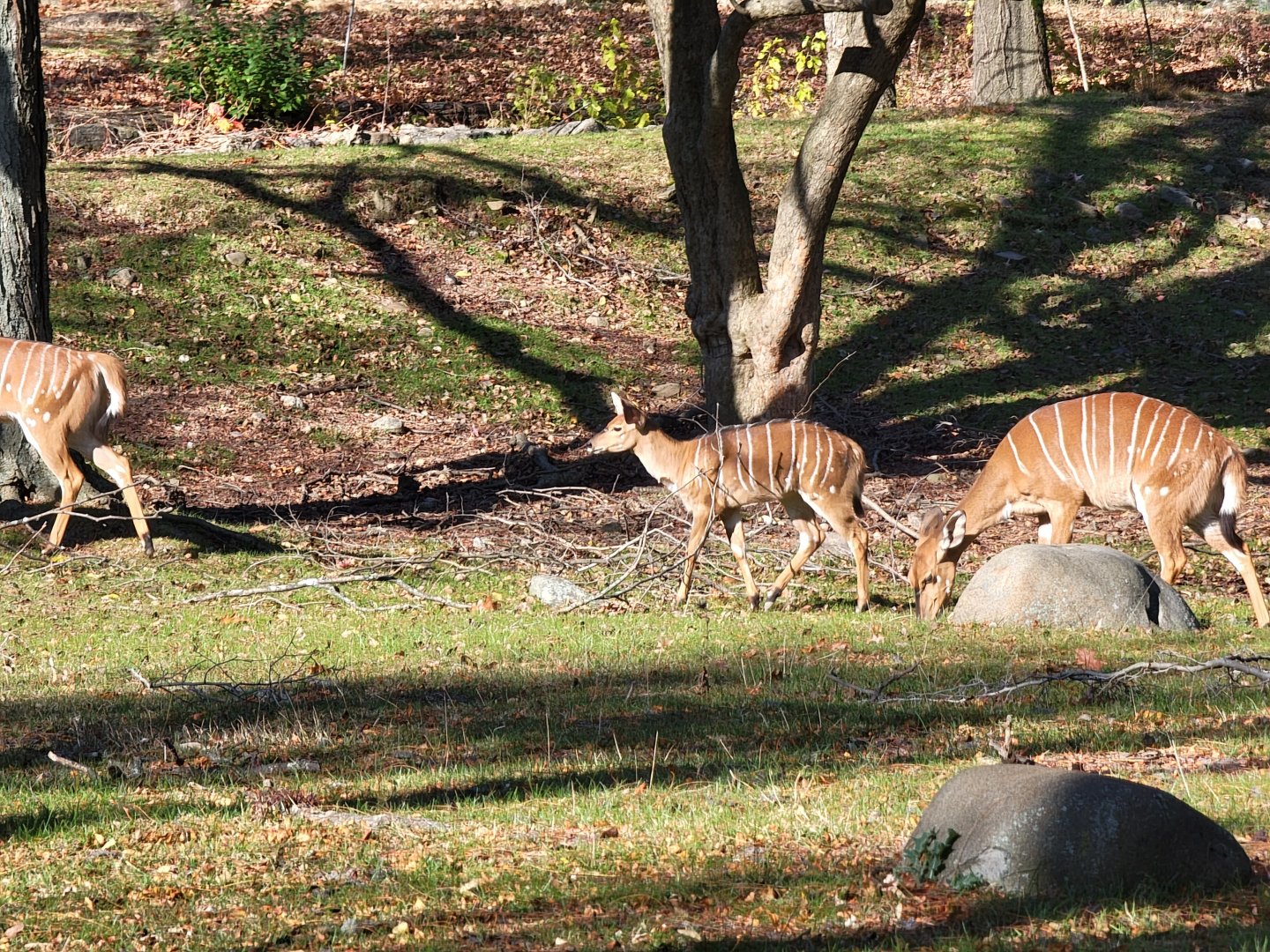 Bronx - Africa - Nyala yard