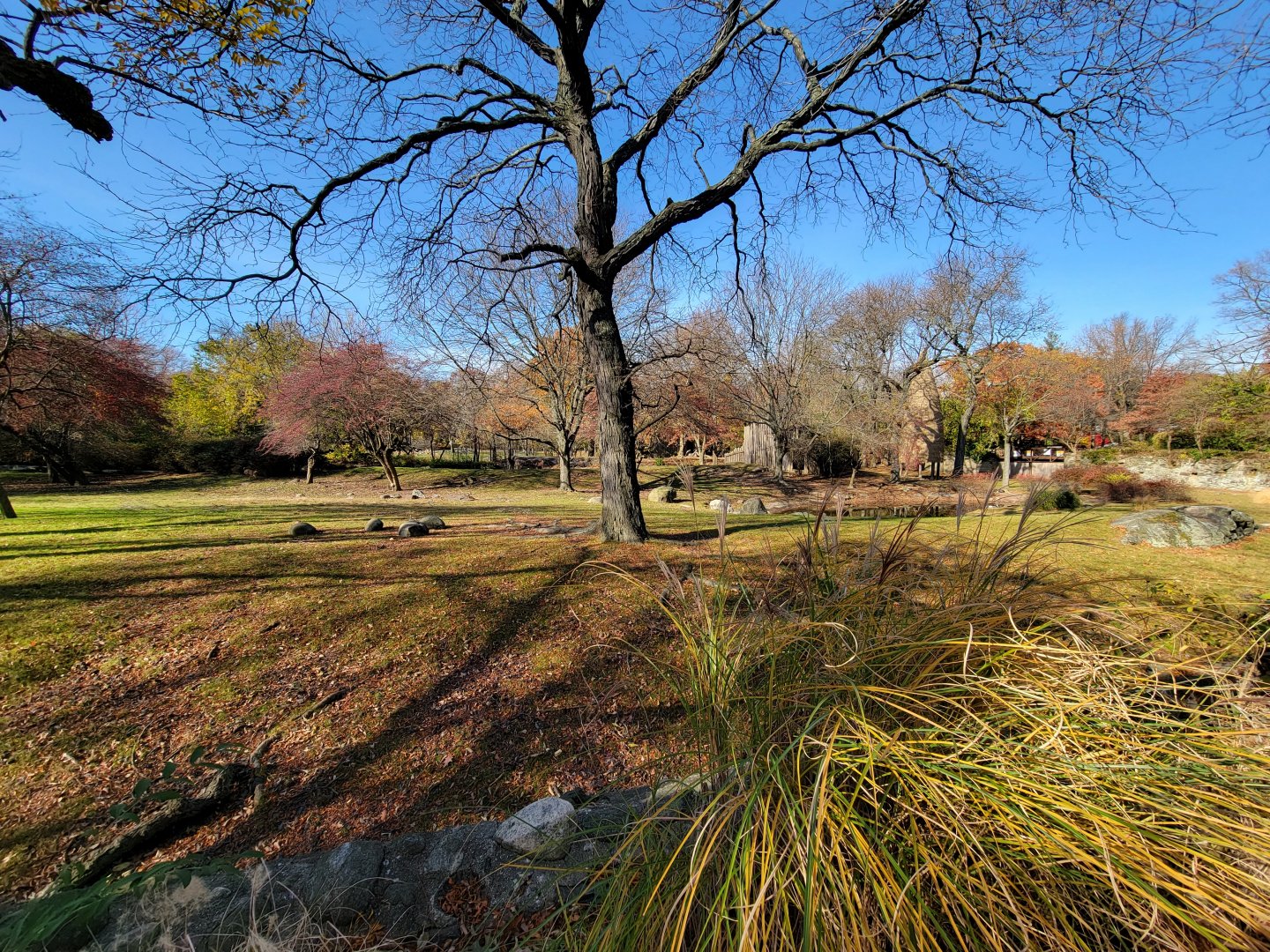 Bronx - Africa - Nyala yard