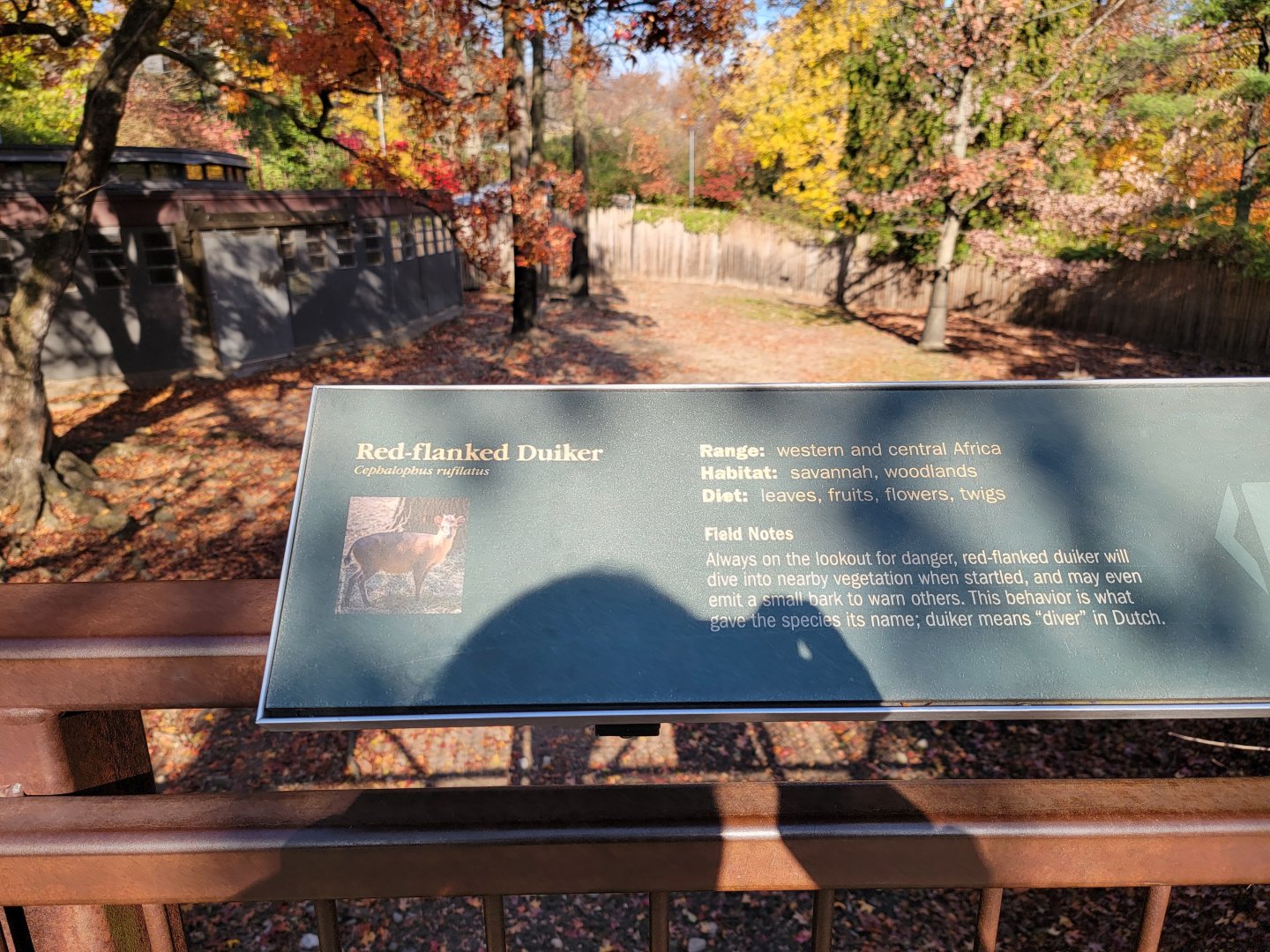 Bronx - Africa - Red-flanked duiker sign