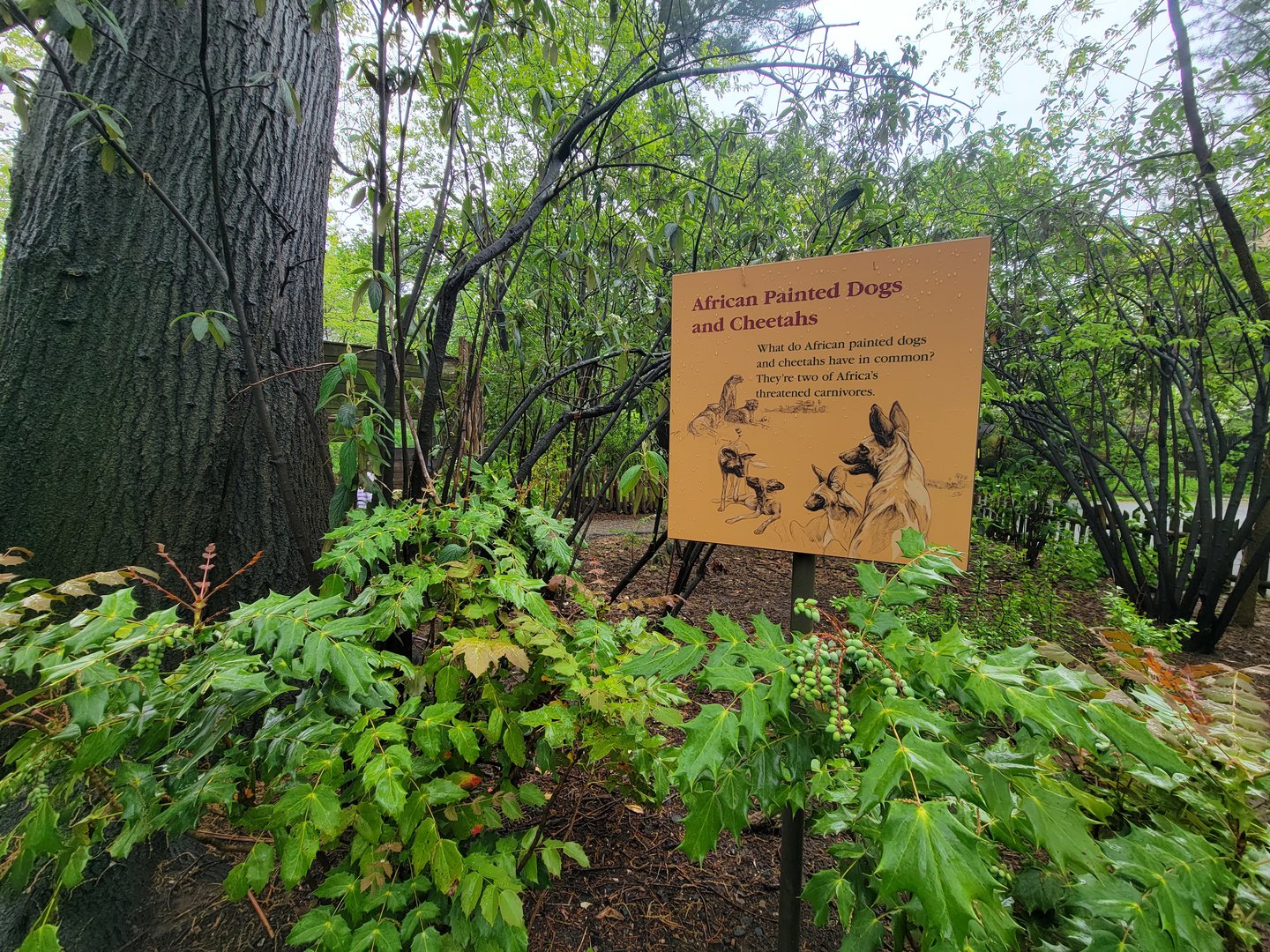 Bronx - Africa Trail, a not so informative sign about cheetahs and wild dogs
