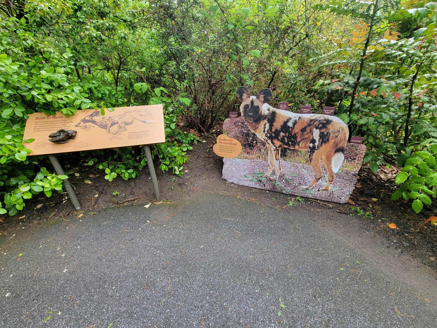 Bronx - Africa Trail, African wild dog photo op