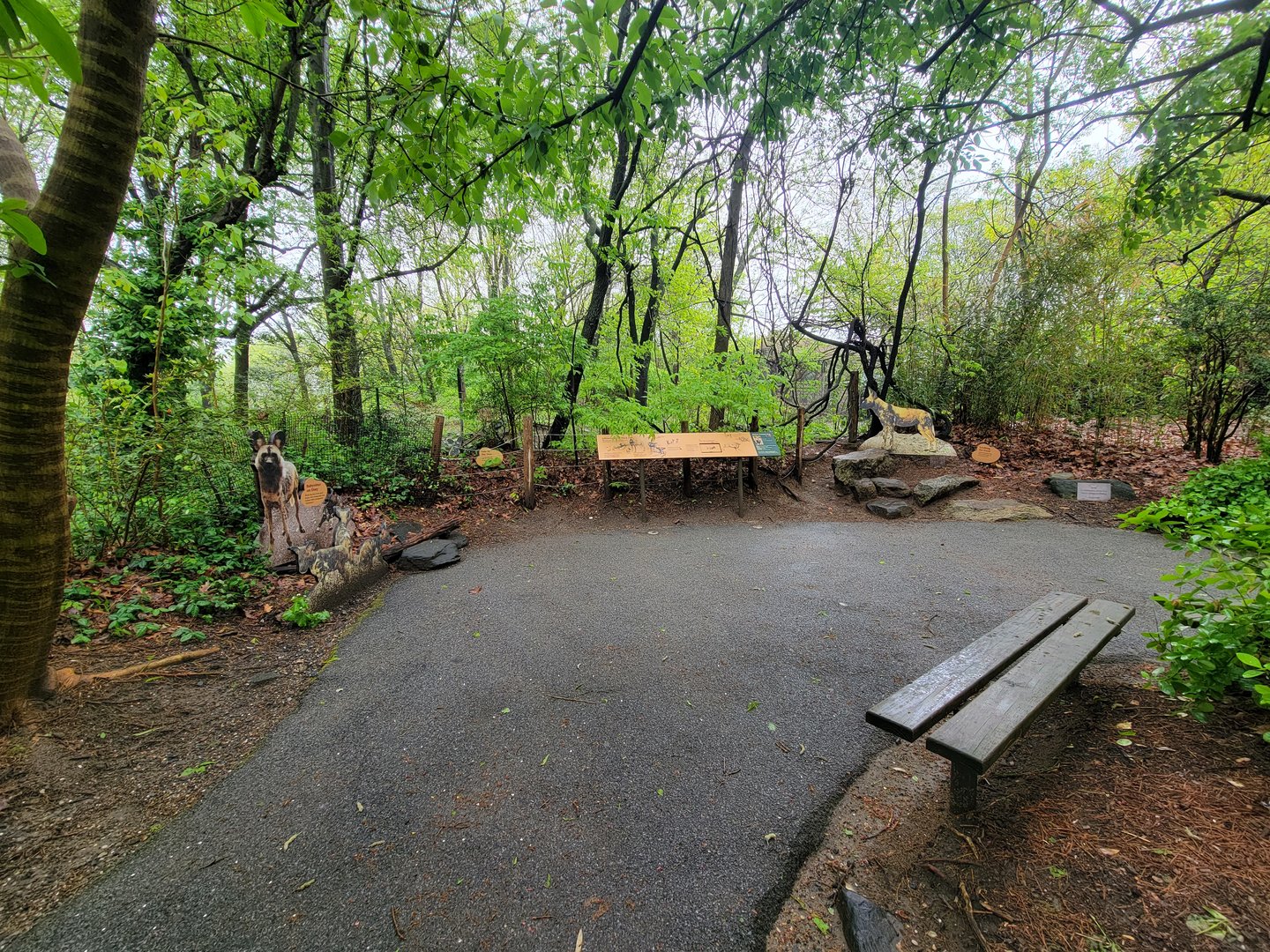 Bronx - Africa Trail, African wild dog photo ops