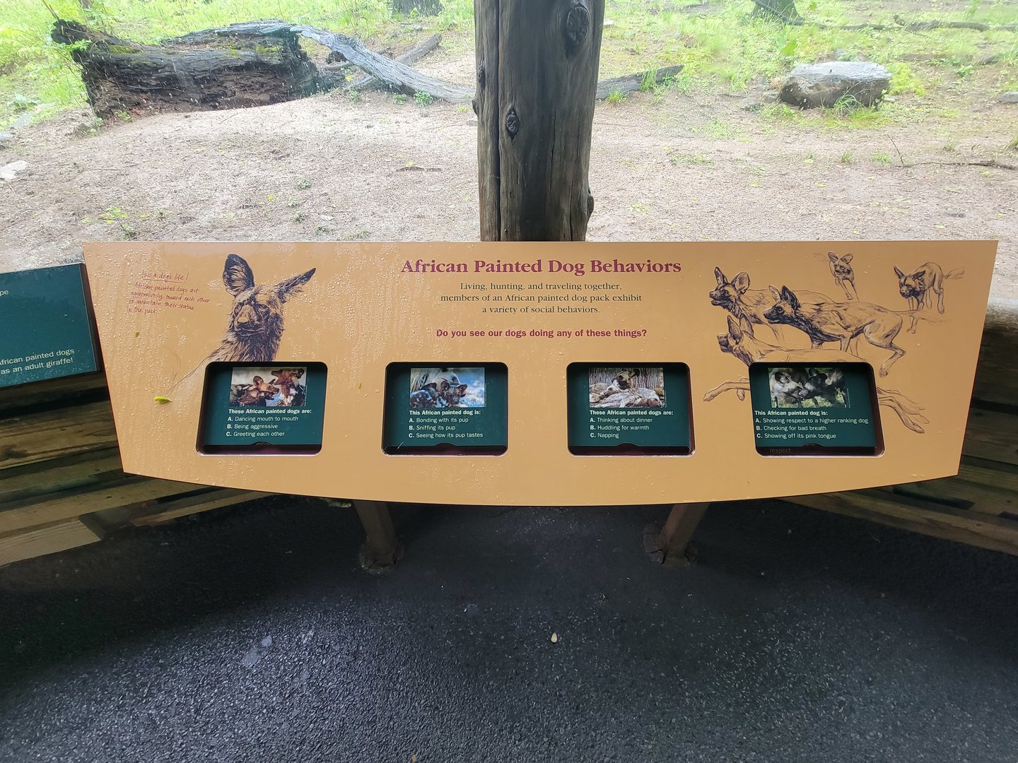Bronx - Africa Trail, African wild dog signage