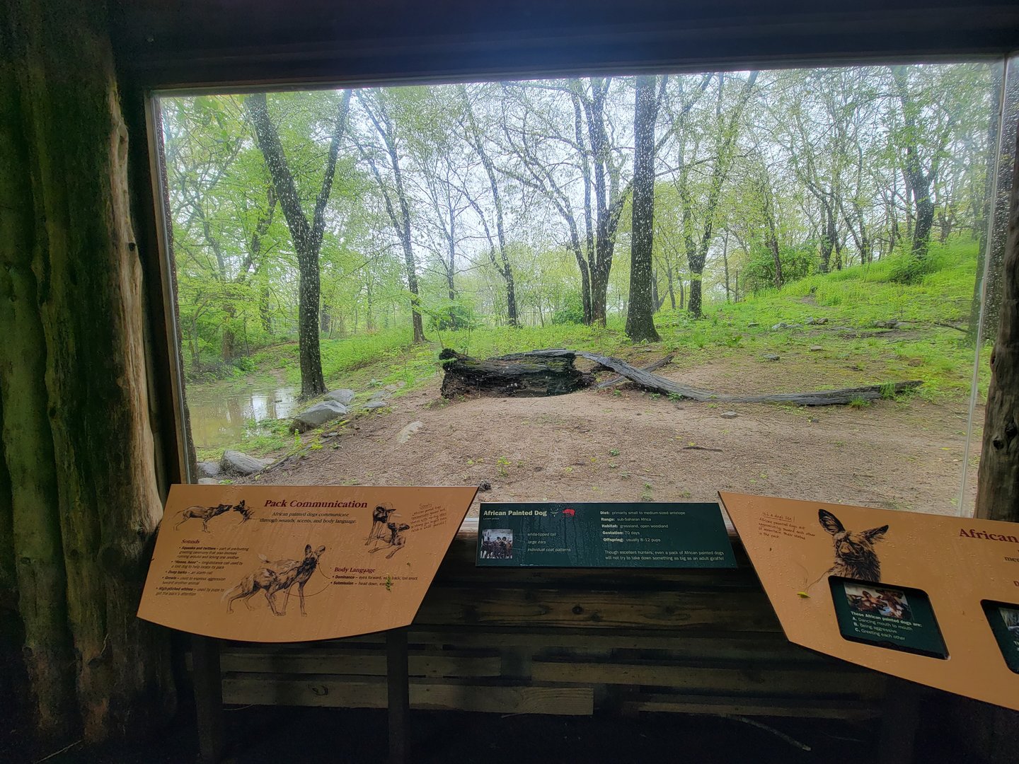 Bronx - Africa Trail, African wild dog viewing window