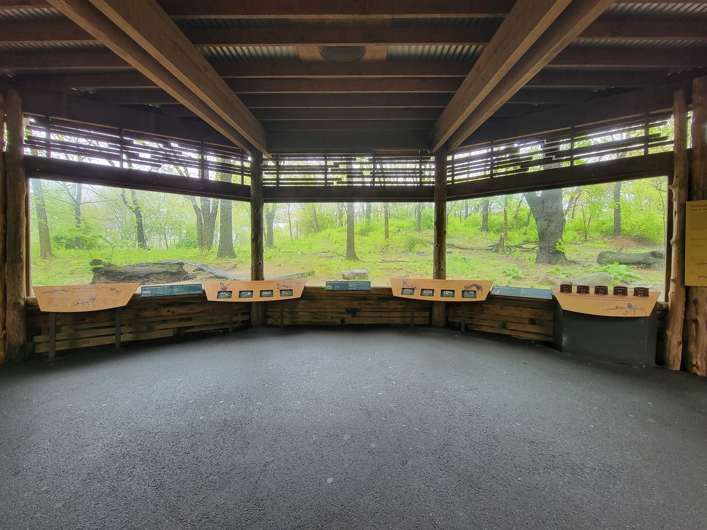 Bronx - Africa Trail, African wild dog viewing