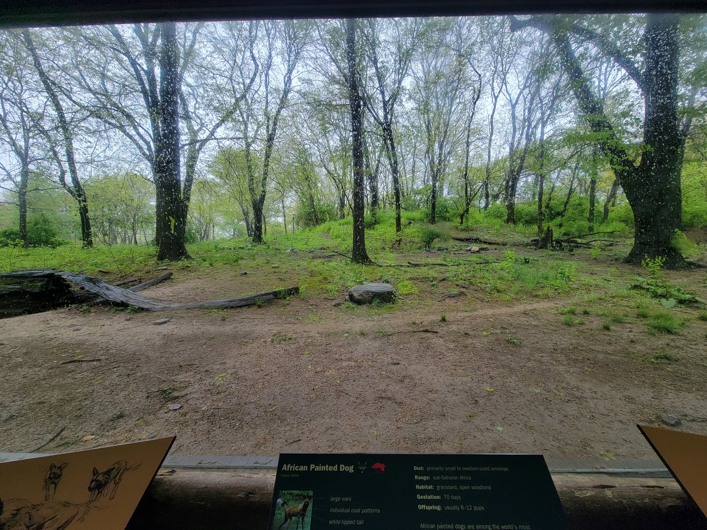 Bronx - Africa Trail, African wild dog yard