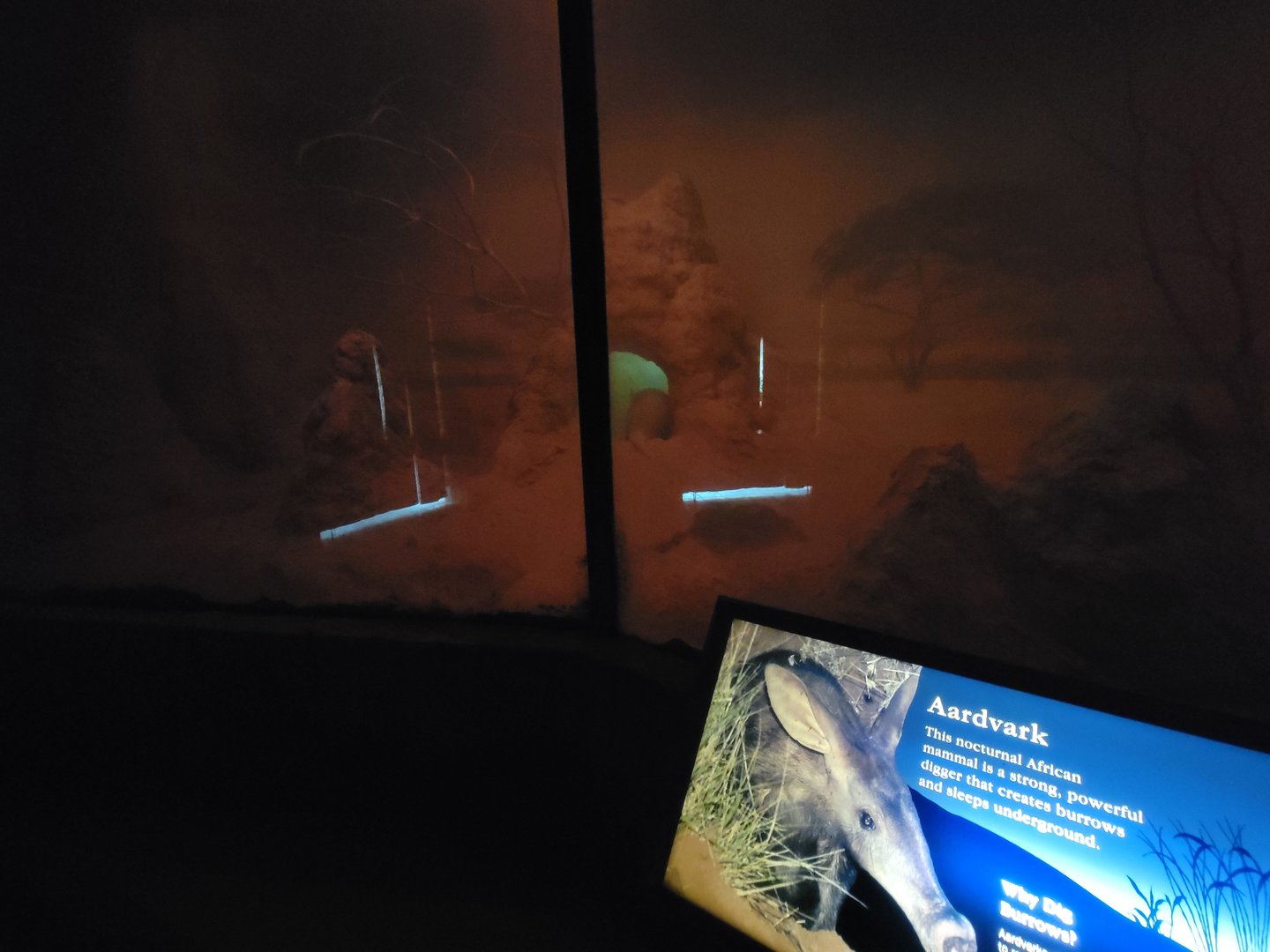 Bronx - Africa Trail, Carter Giraffe Building, Aardvark